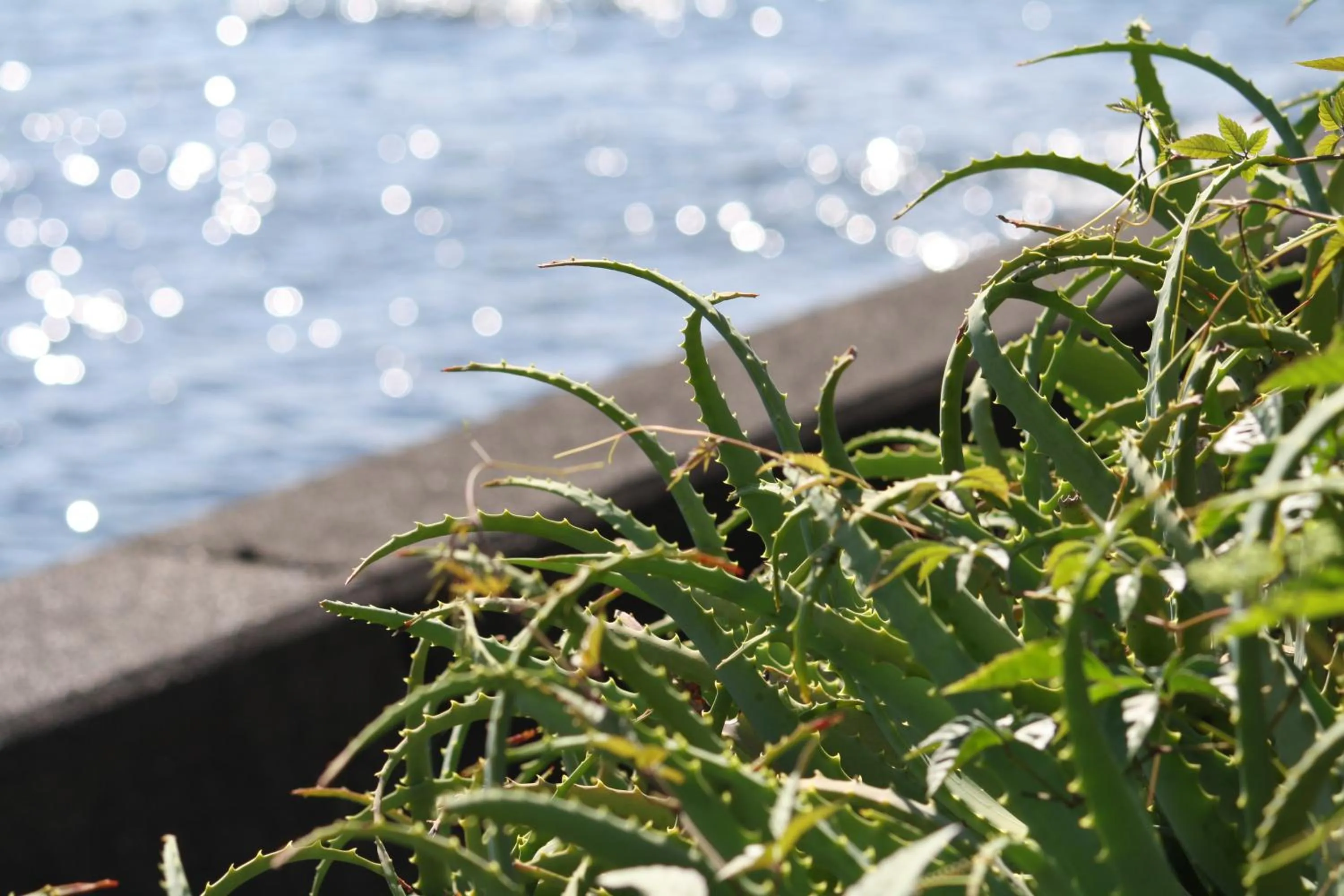 Sea view in Tabinoyado Ushionoakari Geiboso