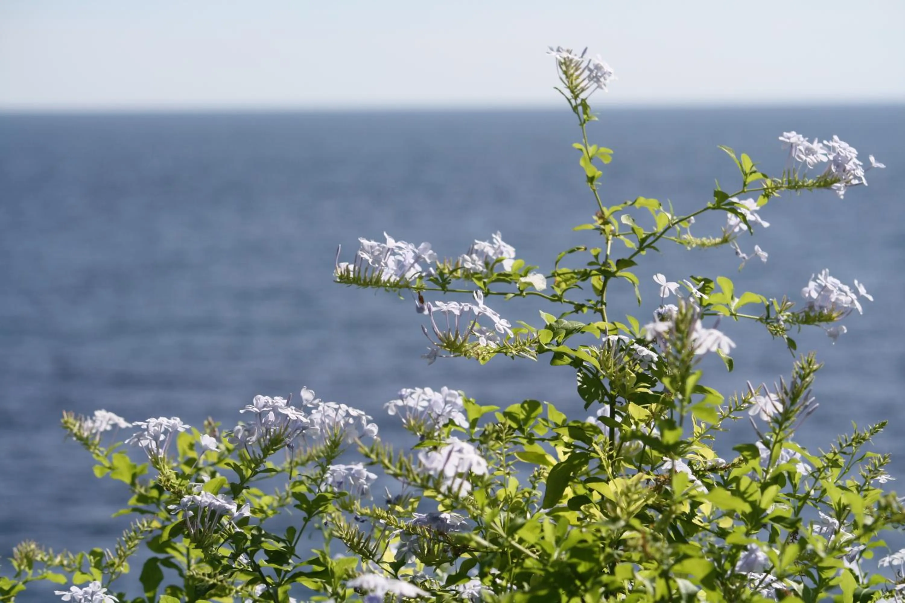 On site in Tabinoyado Ushionoakari Geiboso