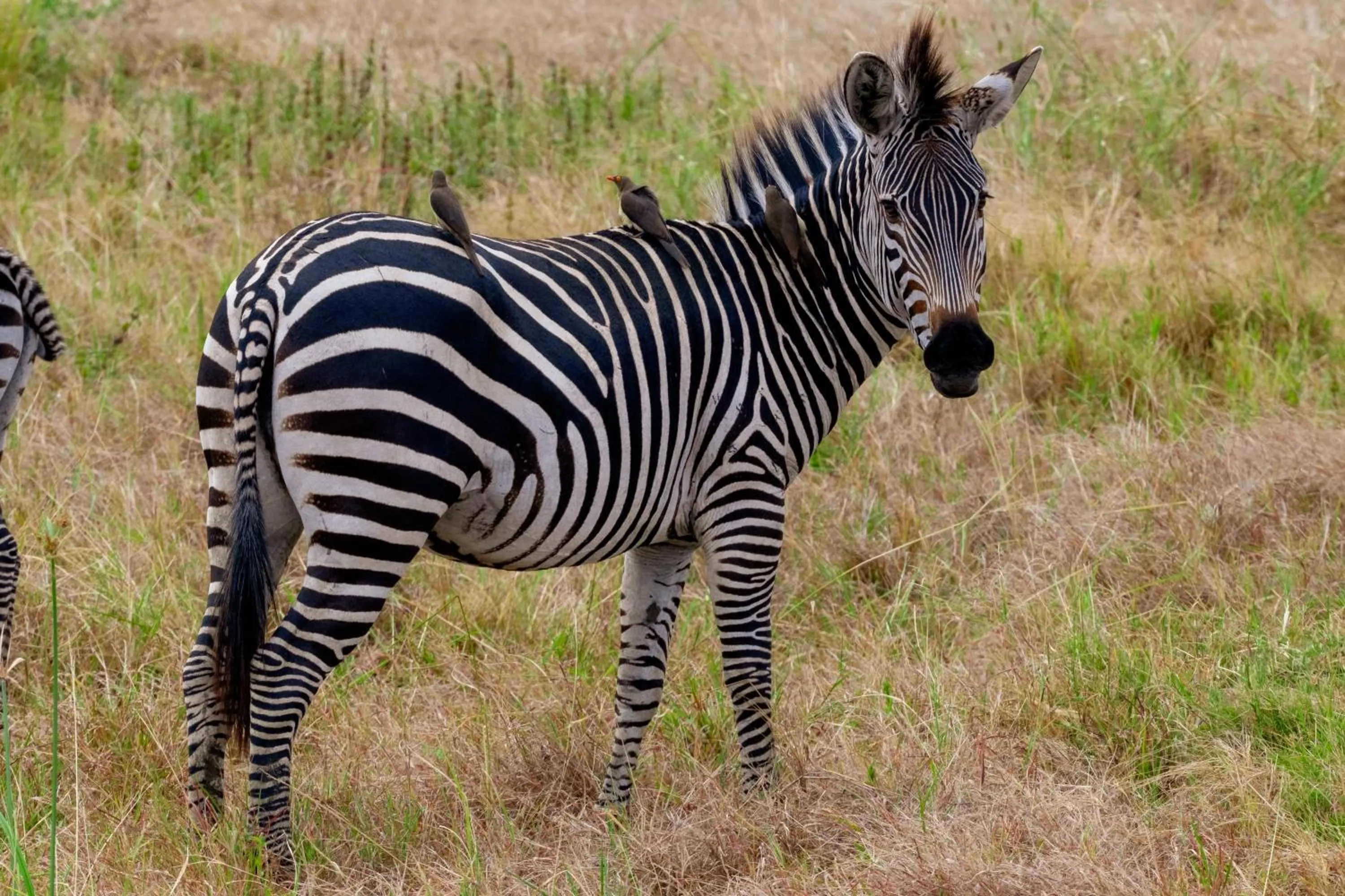 Hiking in Eden Paradise