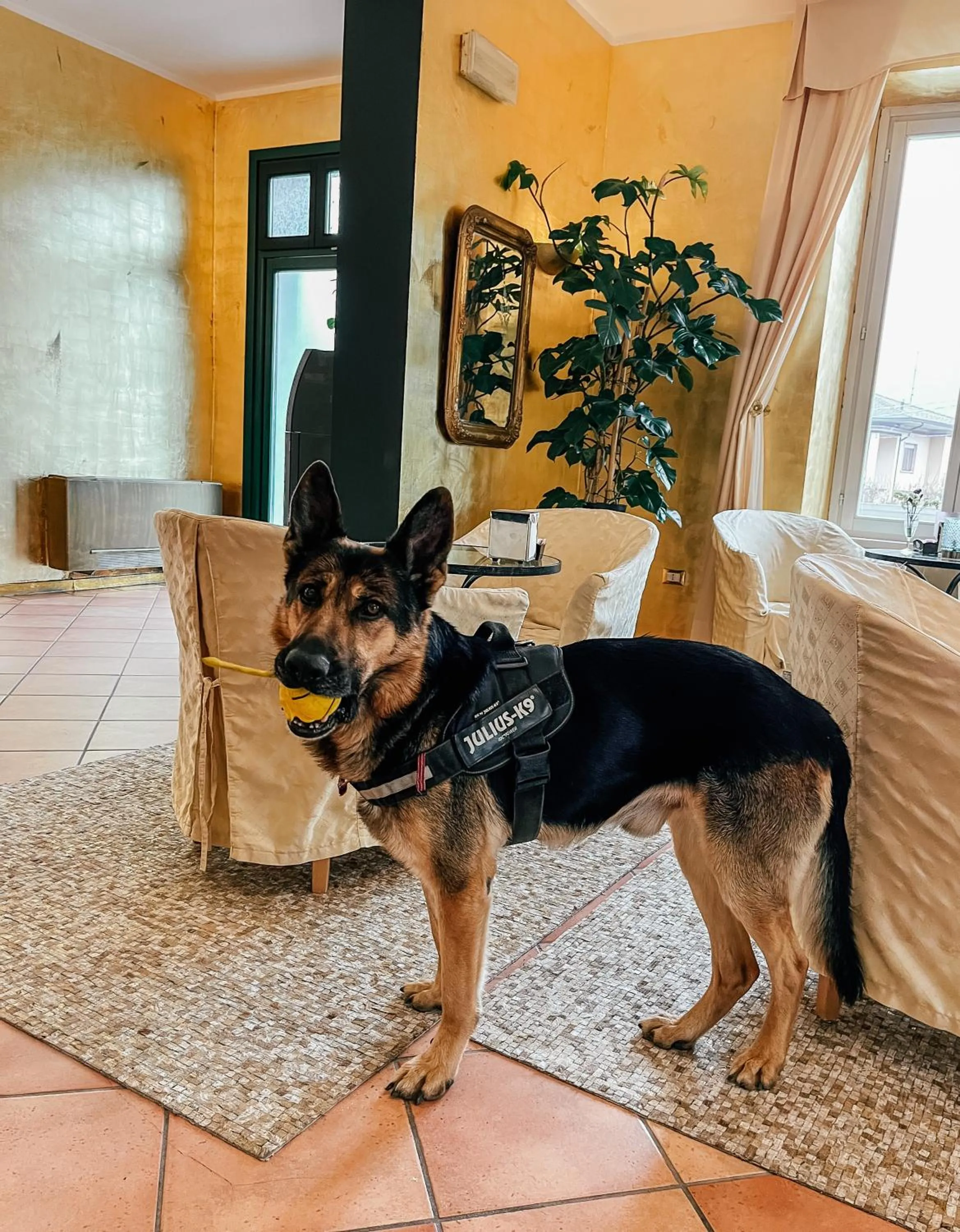 Pets in Caroline Hotel