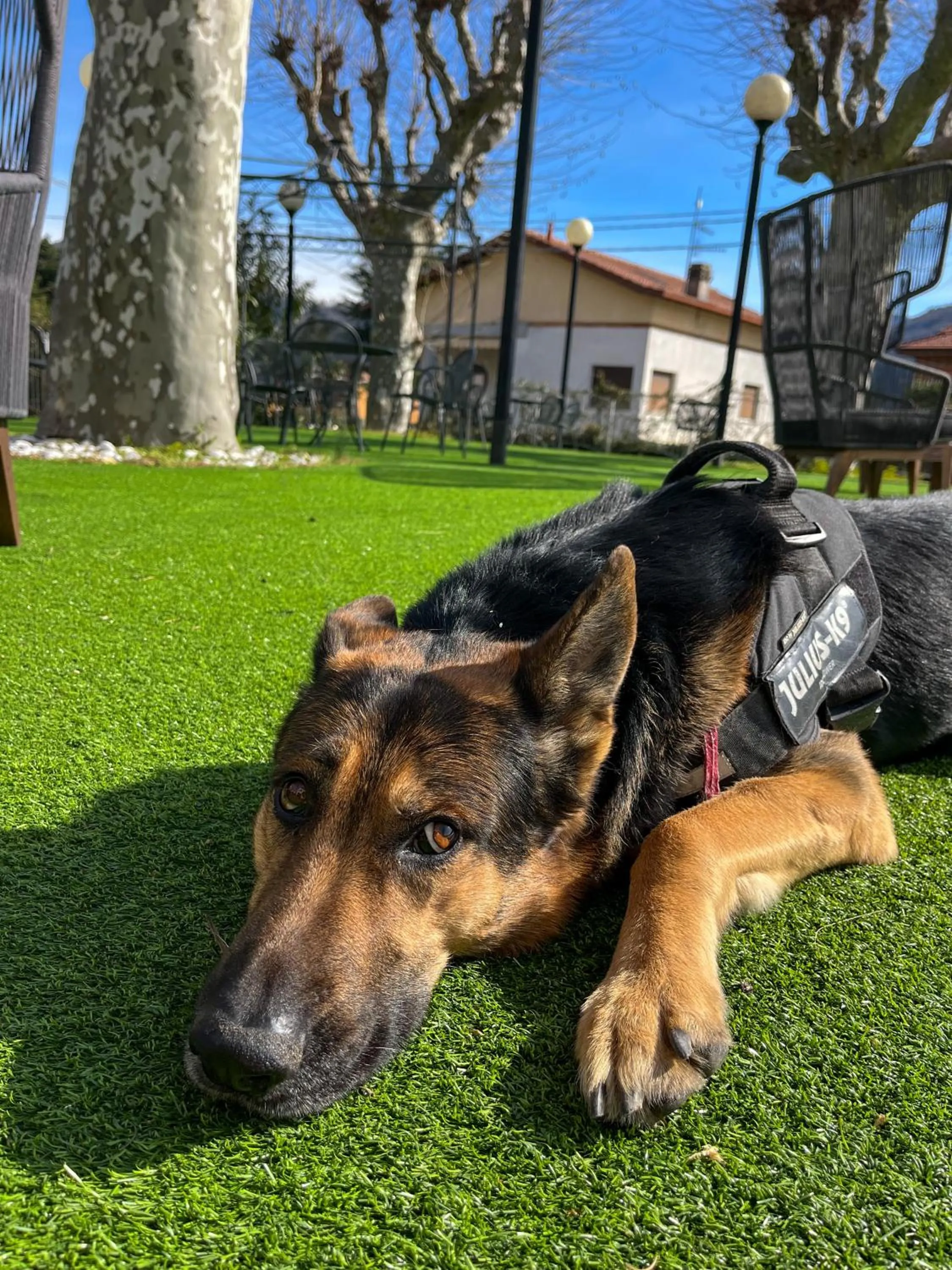 Pets in Caroline Hotel