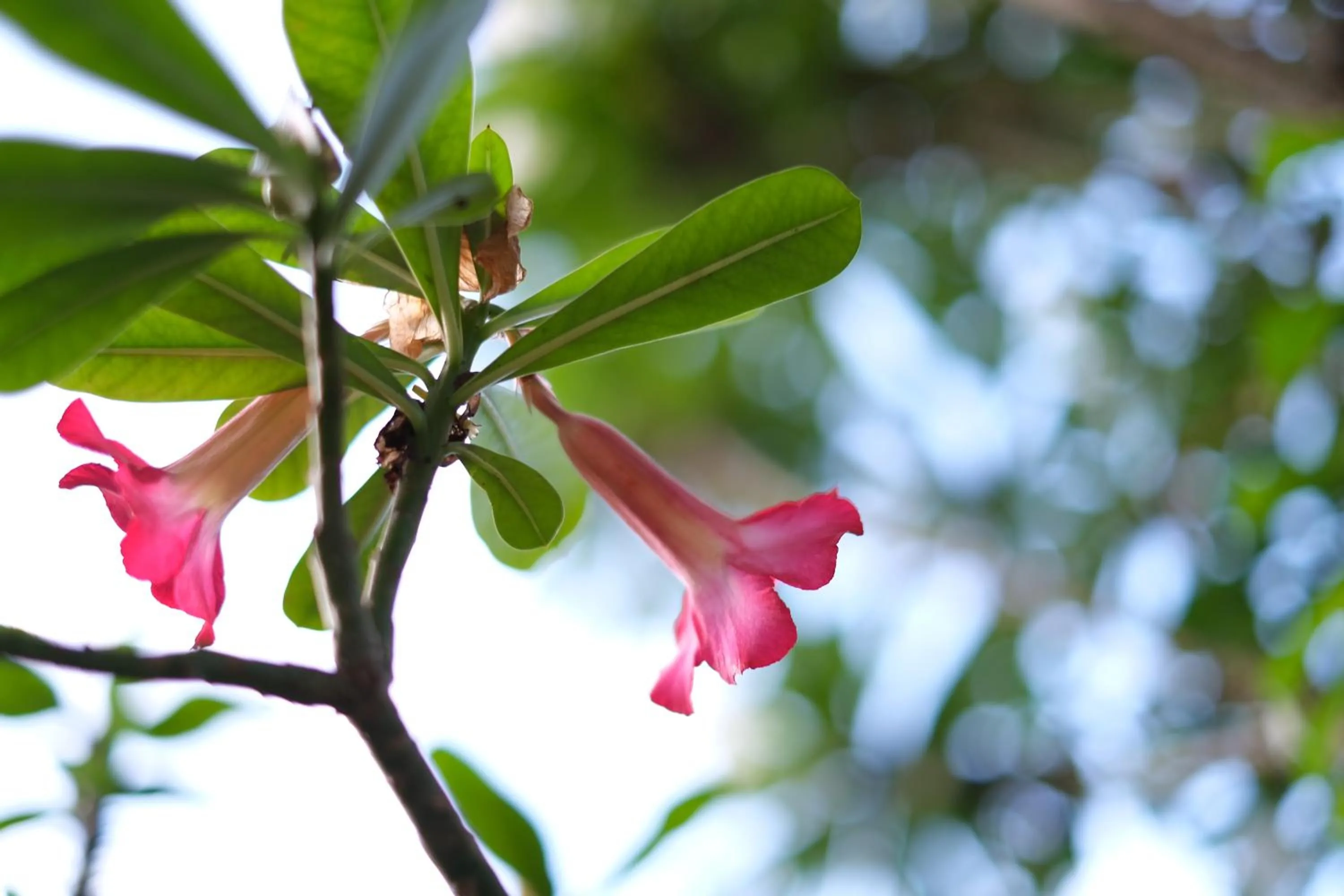 Garden in Pandawa Beach Homestay