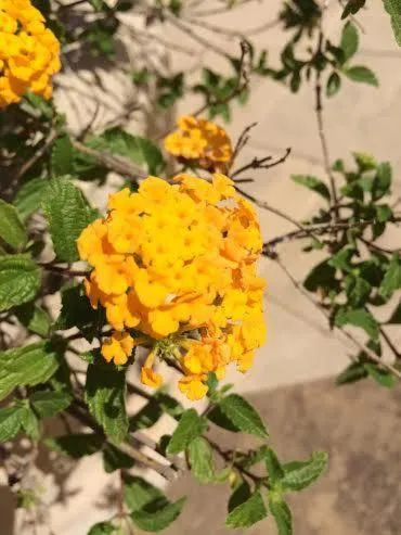 Decorative detail in Hotel Il Podere