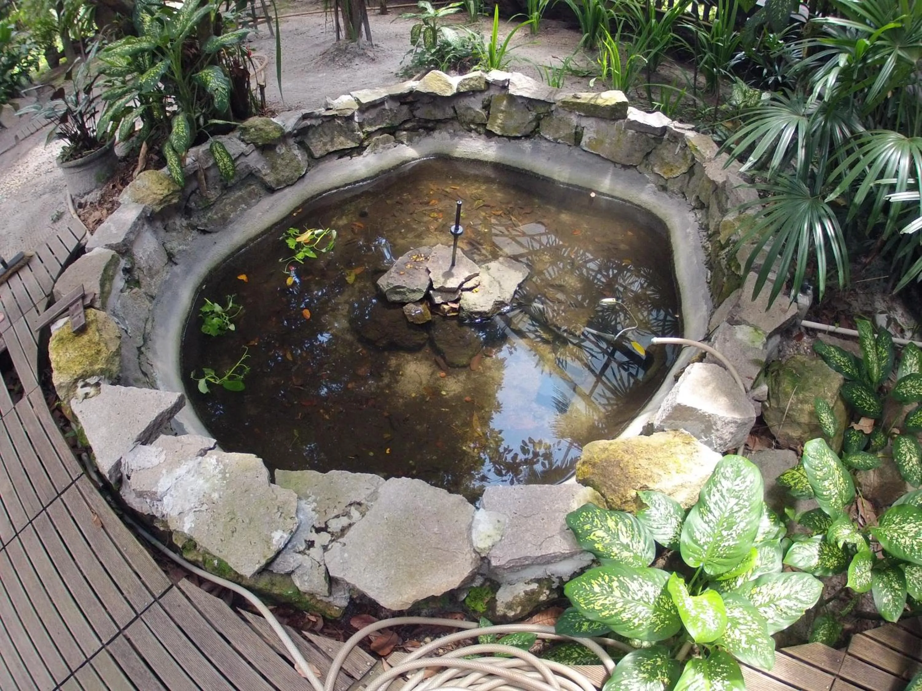 Animals in Bukit Raya Guesthouse