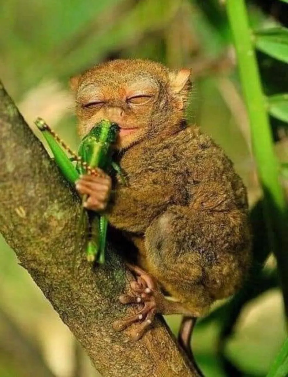 Ruumar B&B-Islandhopping-Starlink available