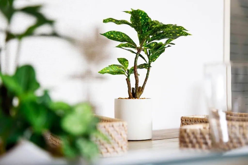 Photo of the whole room in PRIME