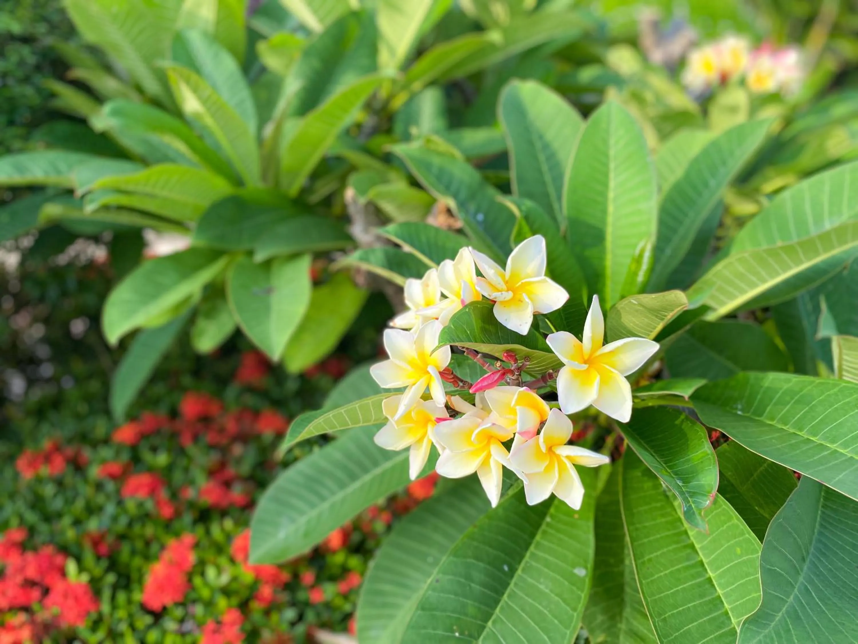 Garden in Continental Xin Hao Hotel and Resort 洲际新濠酒店