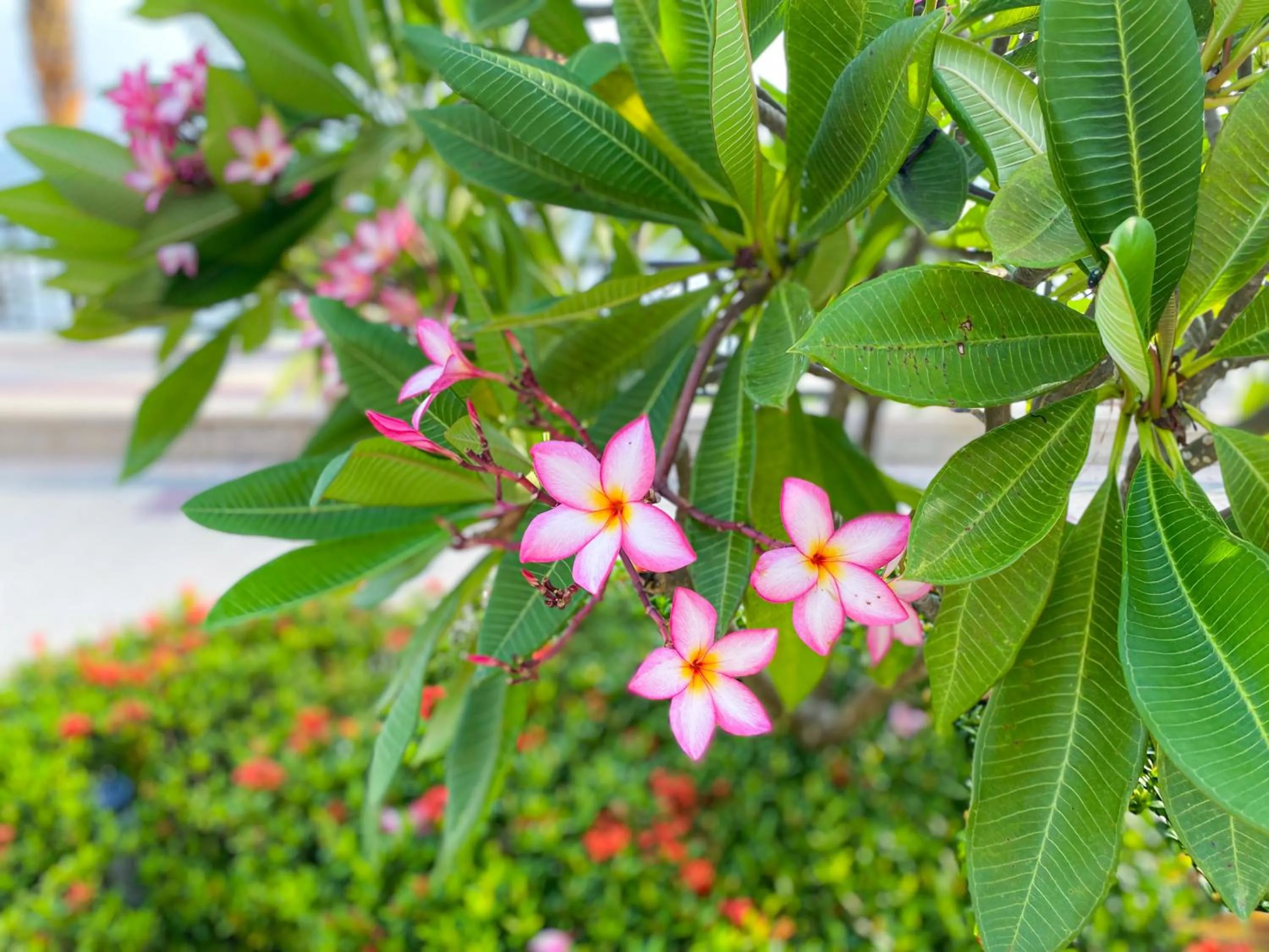 Garden in Continental Xin Hao Hotel and Resort 洲际新濠酒店