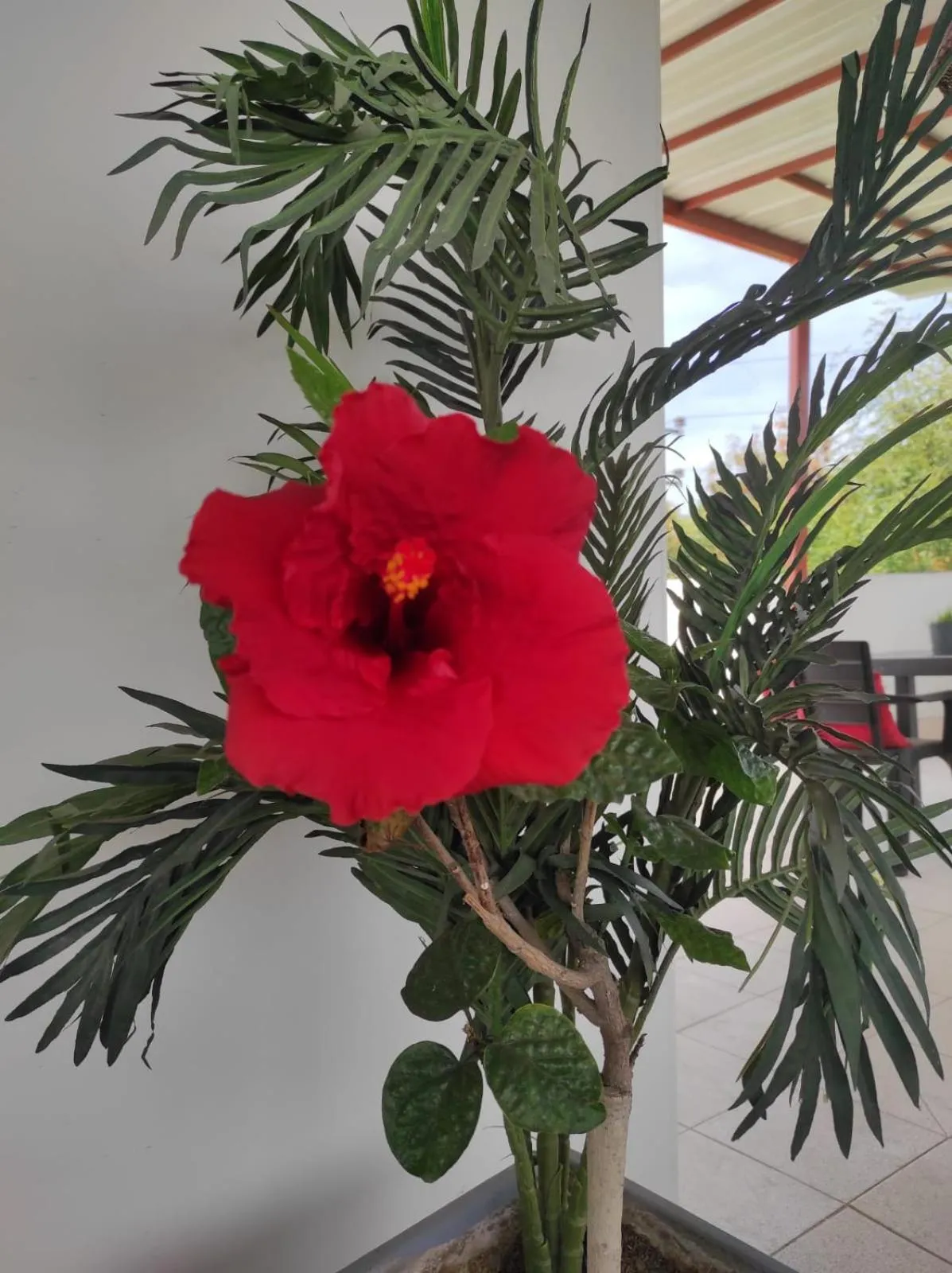 Garden in Runcu Arequipa