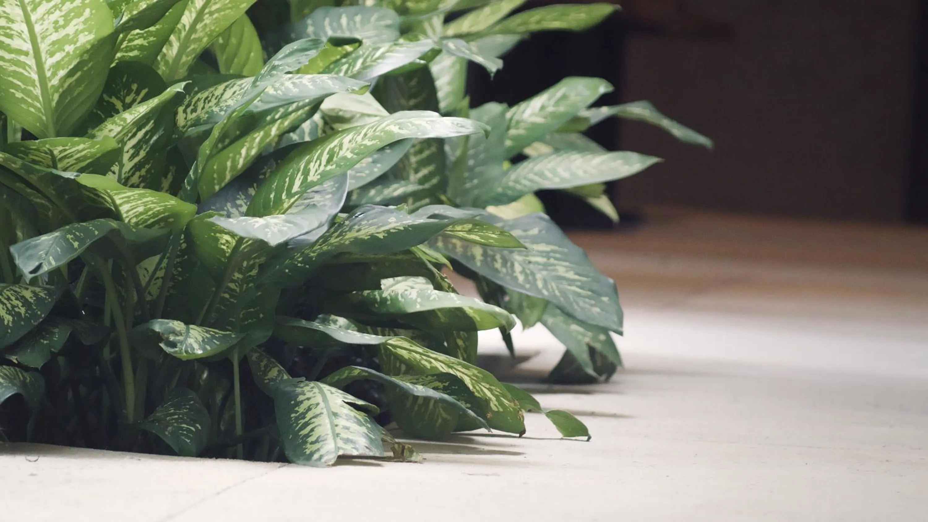 Garden view in Hotel Amainah Bacalar Adults Only