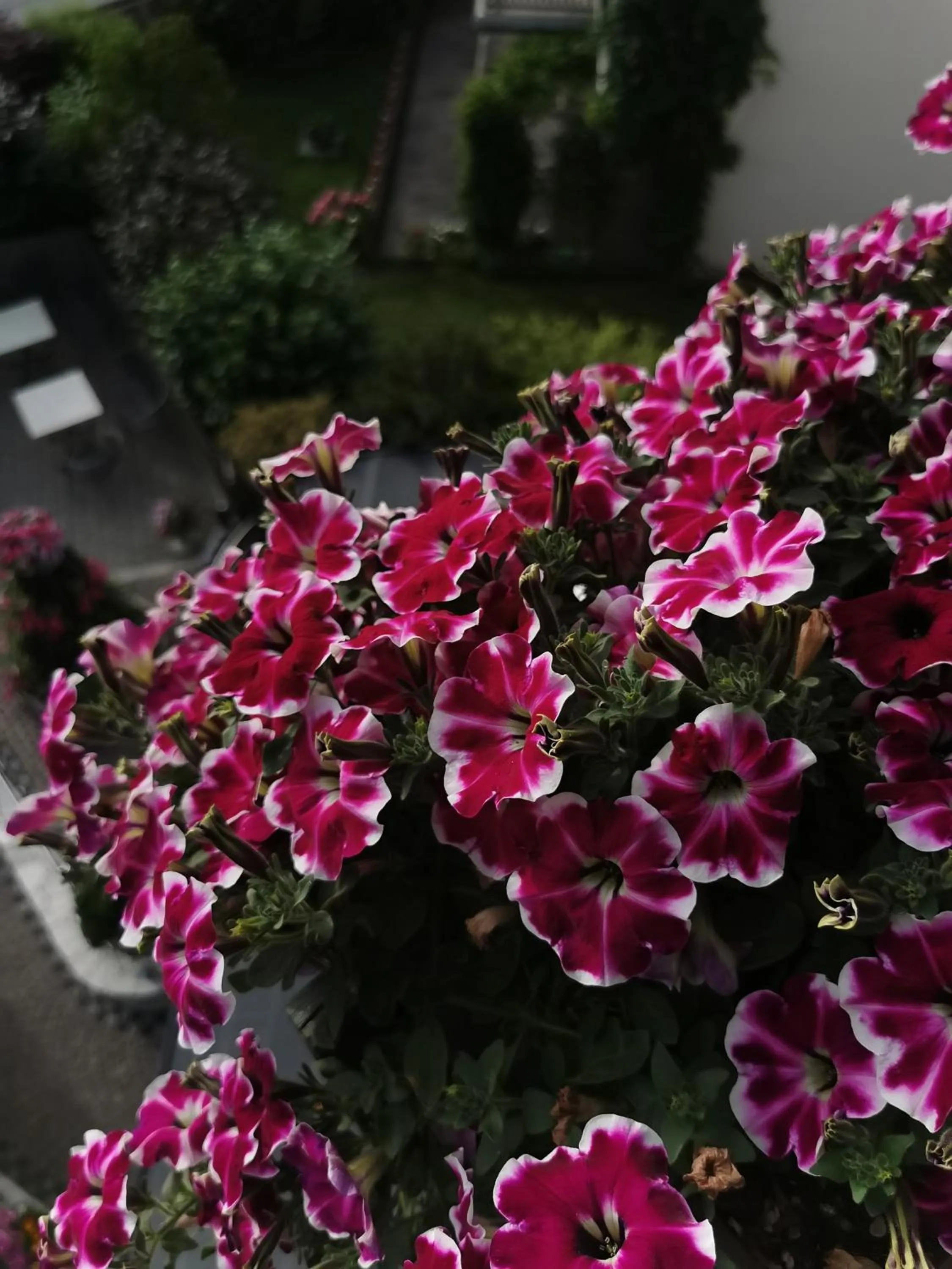 Garden view in Hotel Akelei