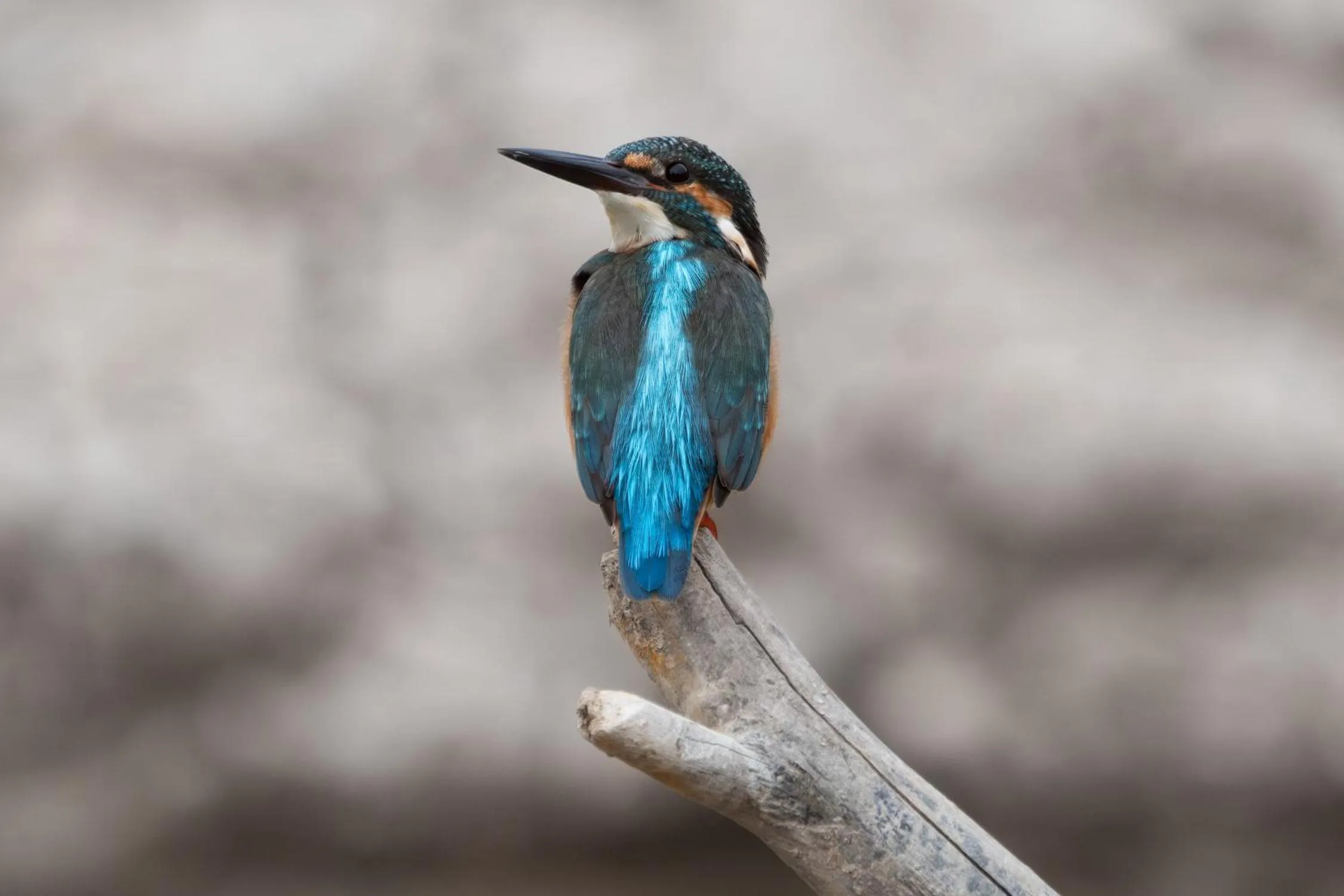 Animals in Coconut Lane Bangkok