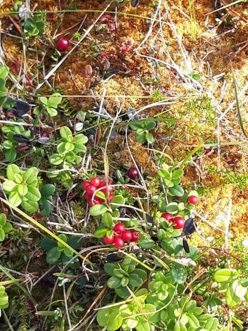 Natural landscape in The Old Post Office
