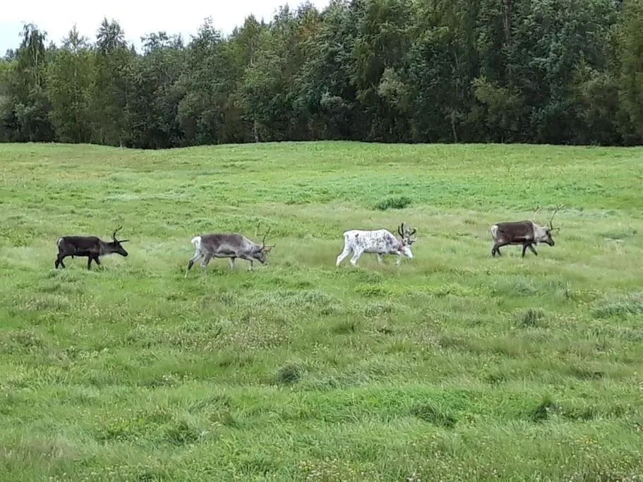 Animals in The Old Post Office