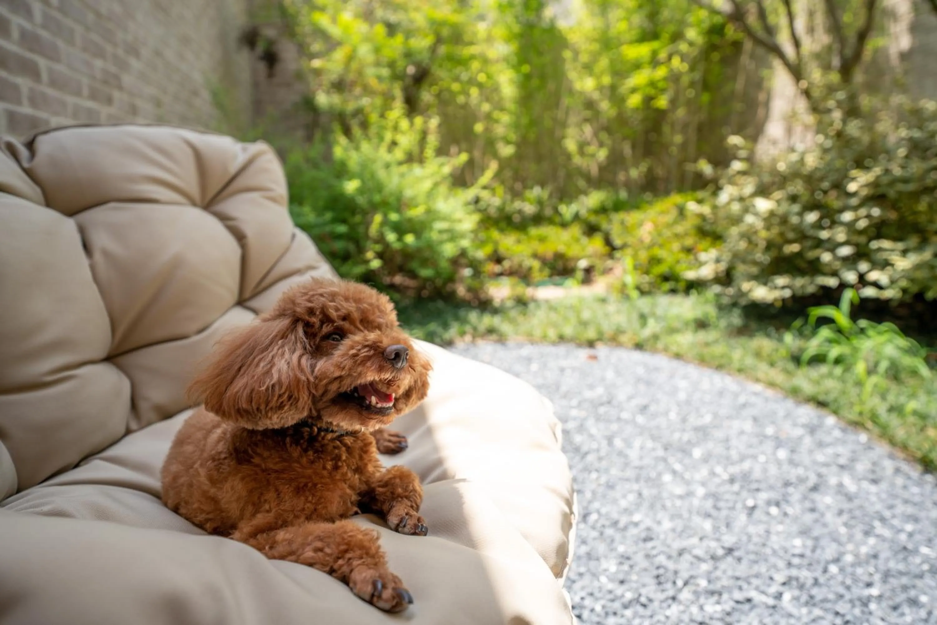 Pets in voco Nanjing Garden Expo by IHG