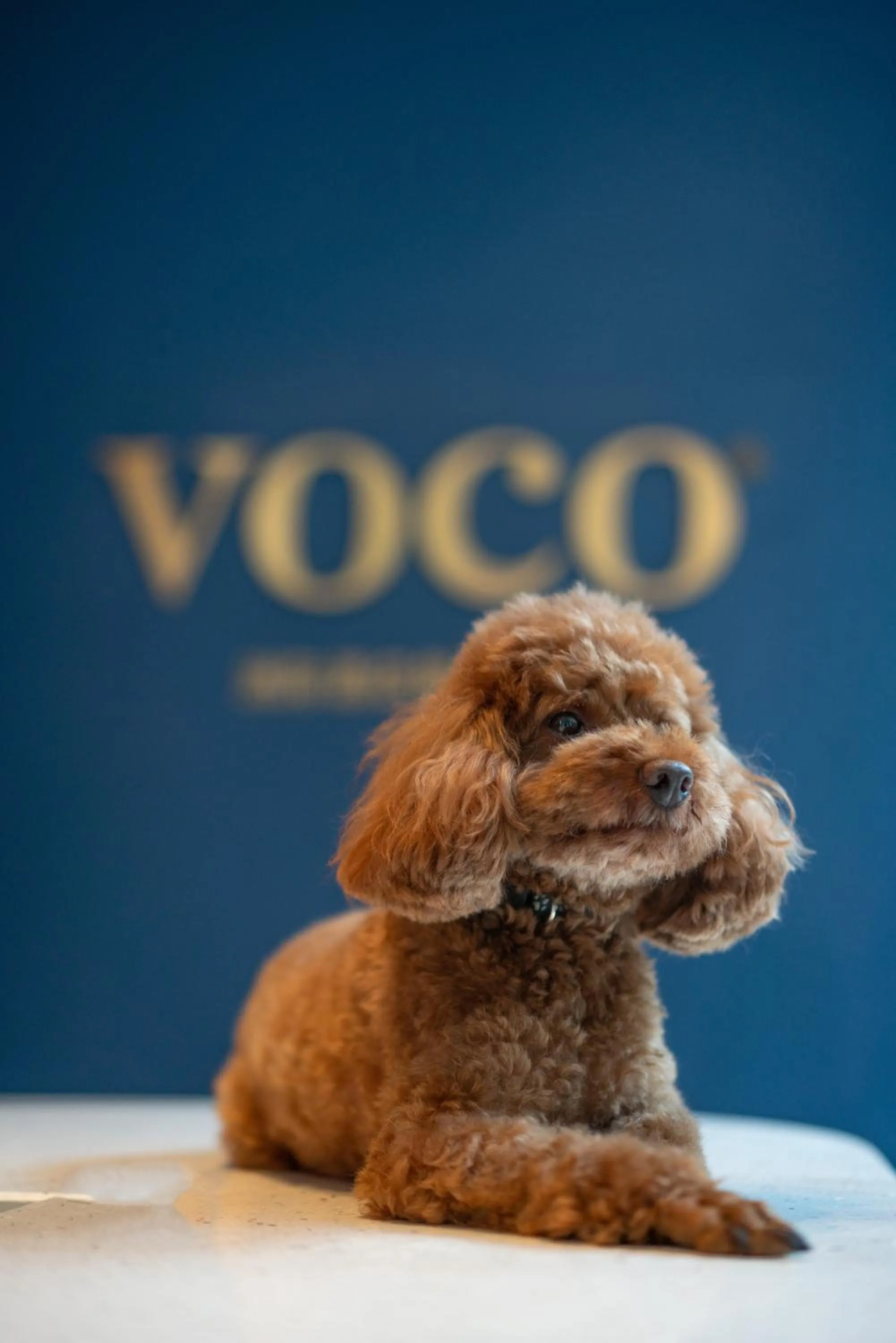 Pets in voco Nanjing Garden Expo by IHG