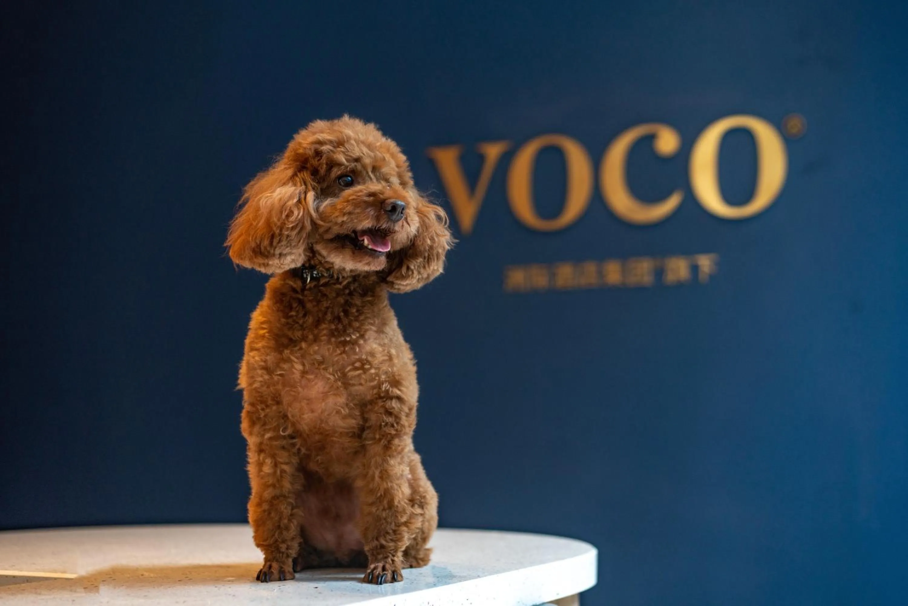 Pets in voco Nanjing Garden Expo by IHG