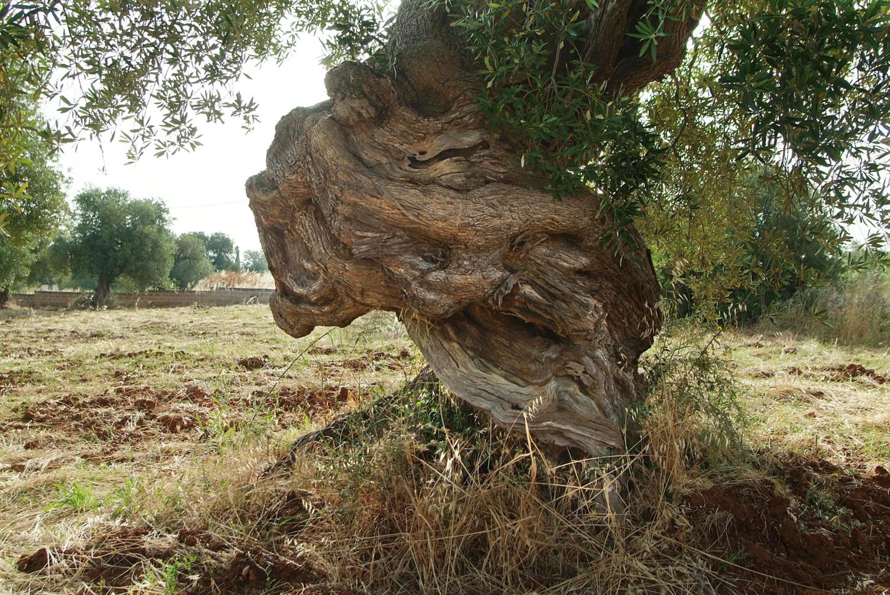Garden in Hotel Masseria Tutosa