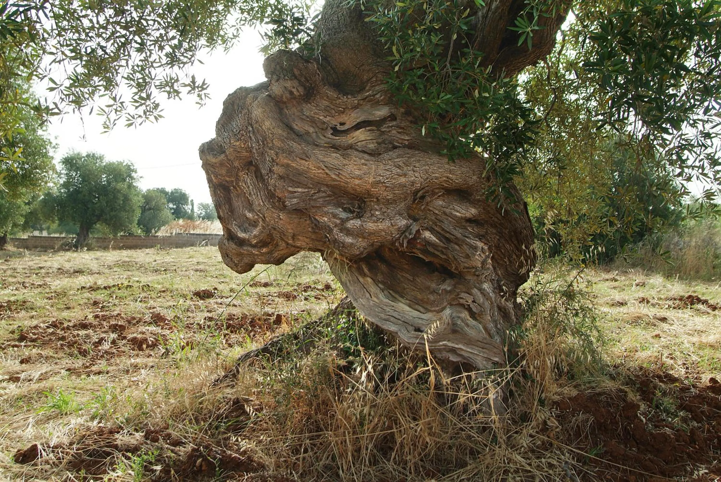 Garden in Hotel Masseria Tutosa