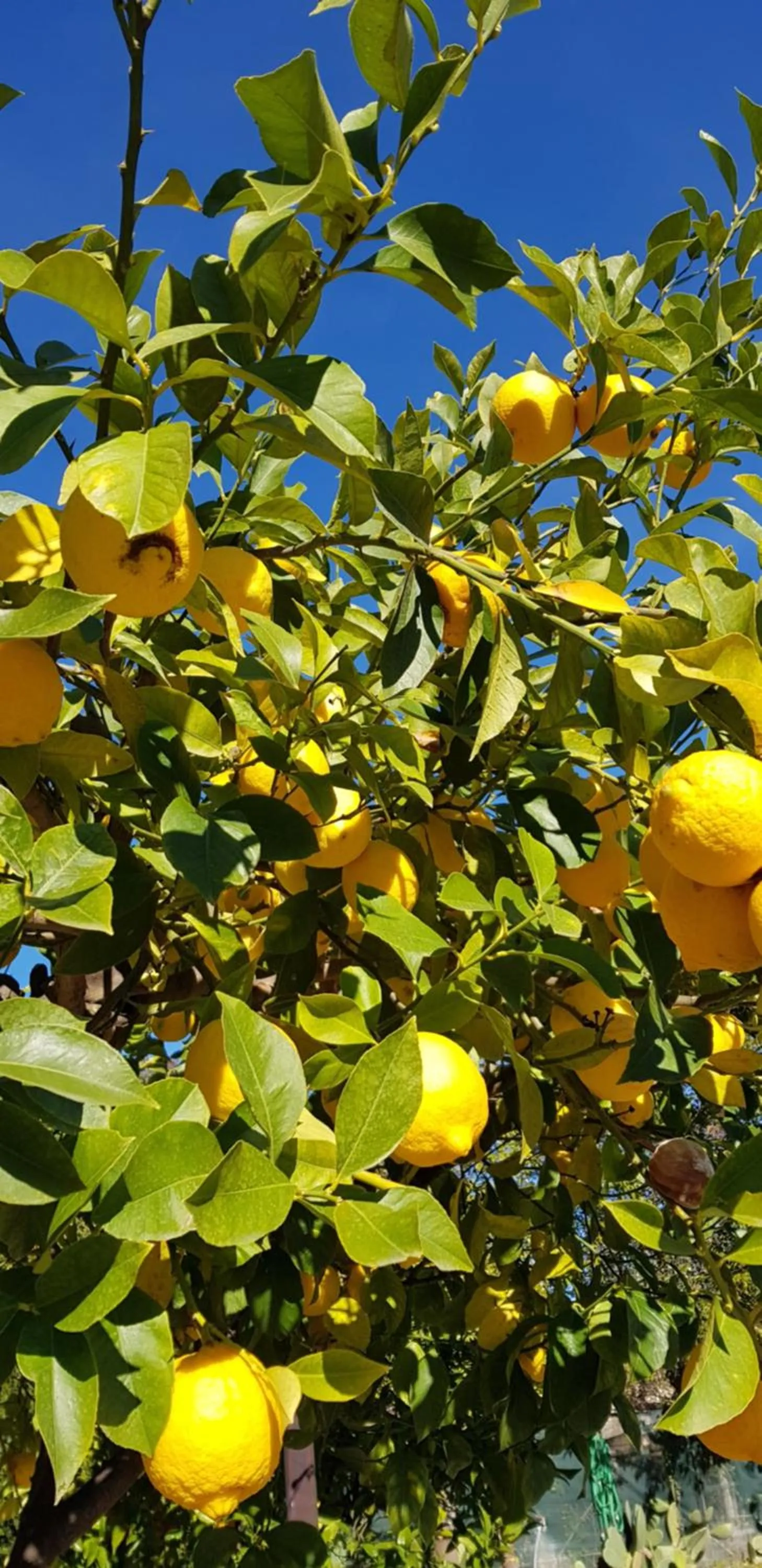 Garden in Villa Piersepp B&B