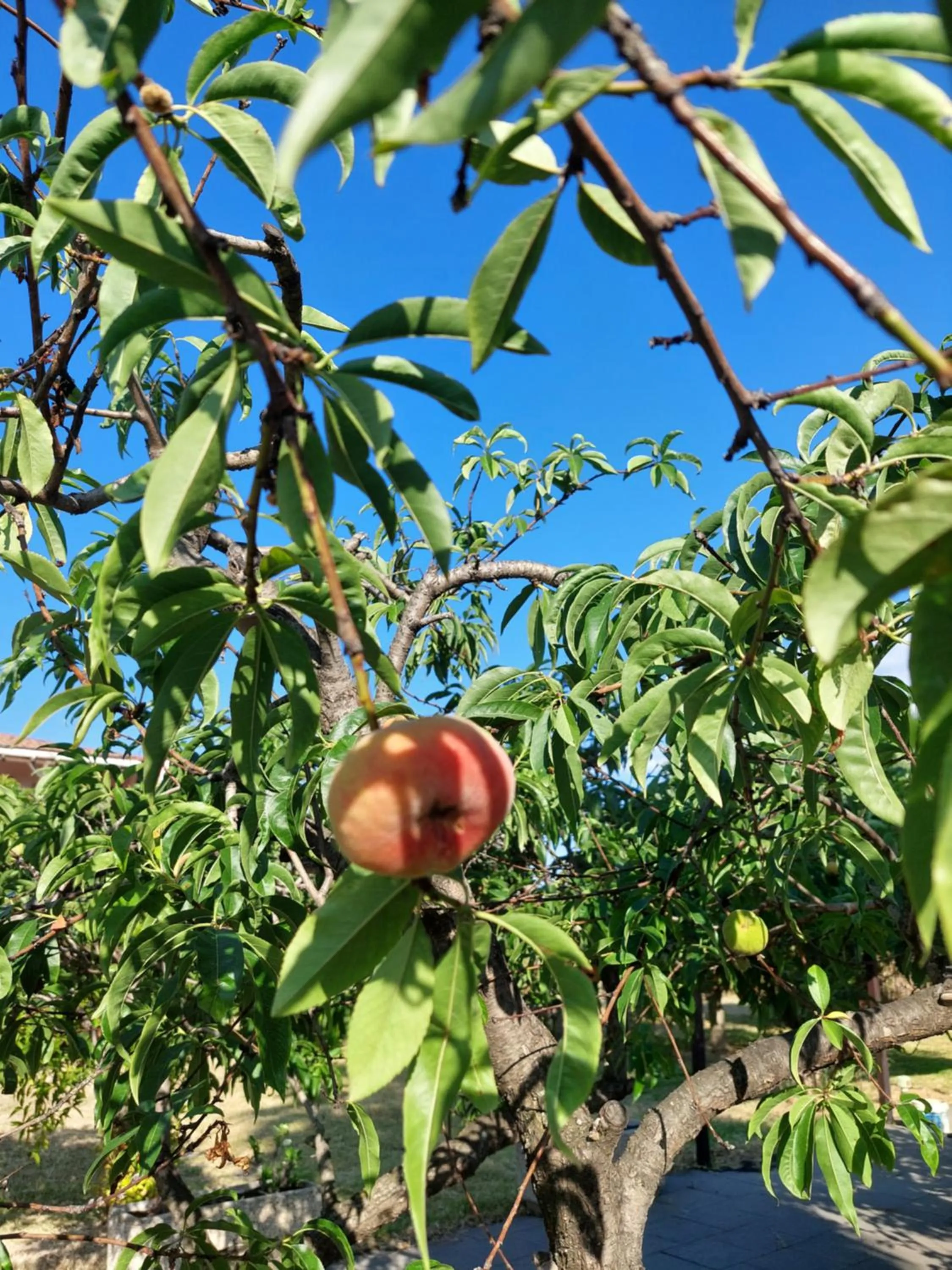 Garden in Villa Piersepp B&B