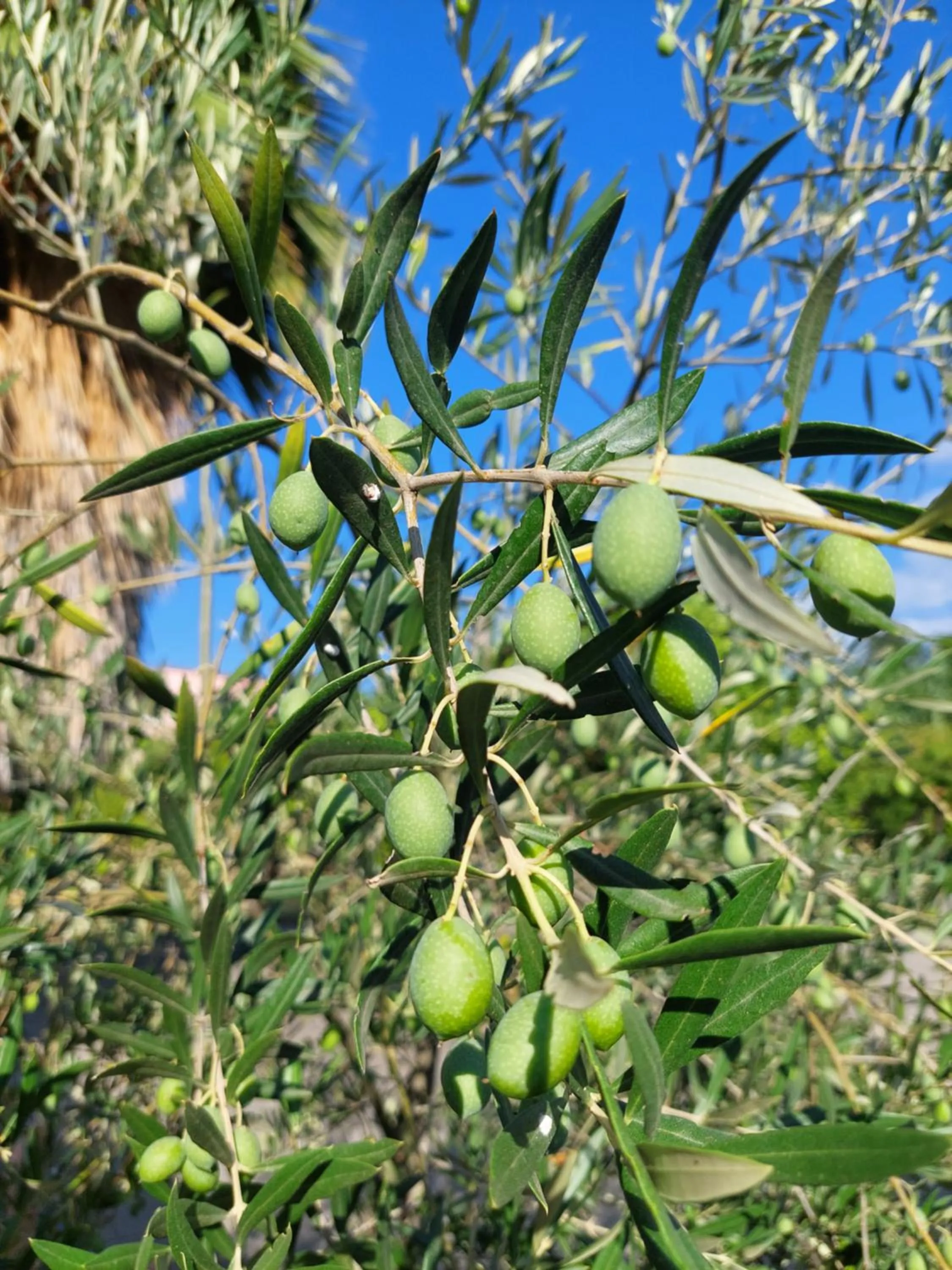 Garden in Villa Piersepp B&B