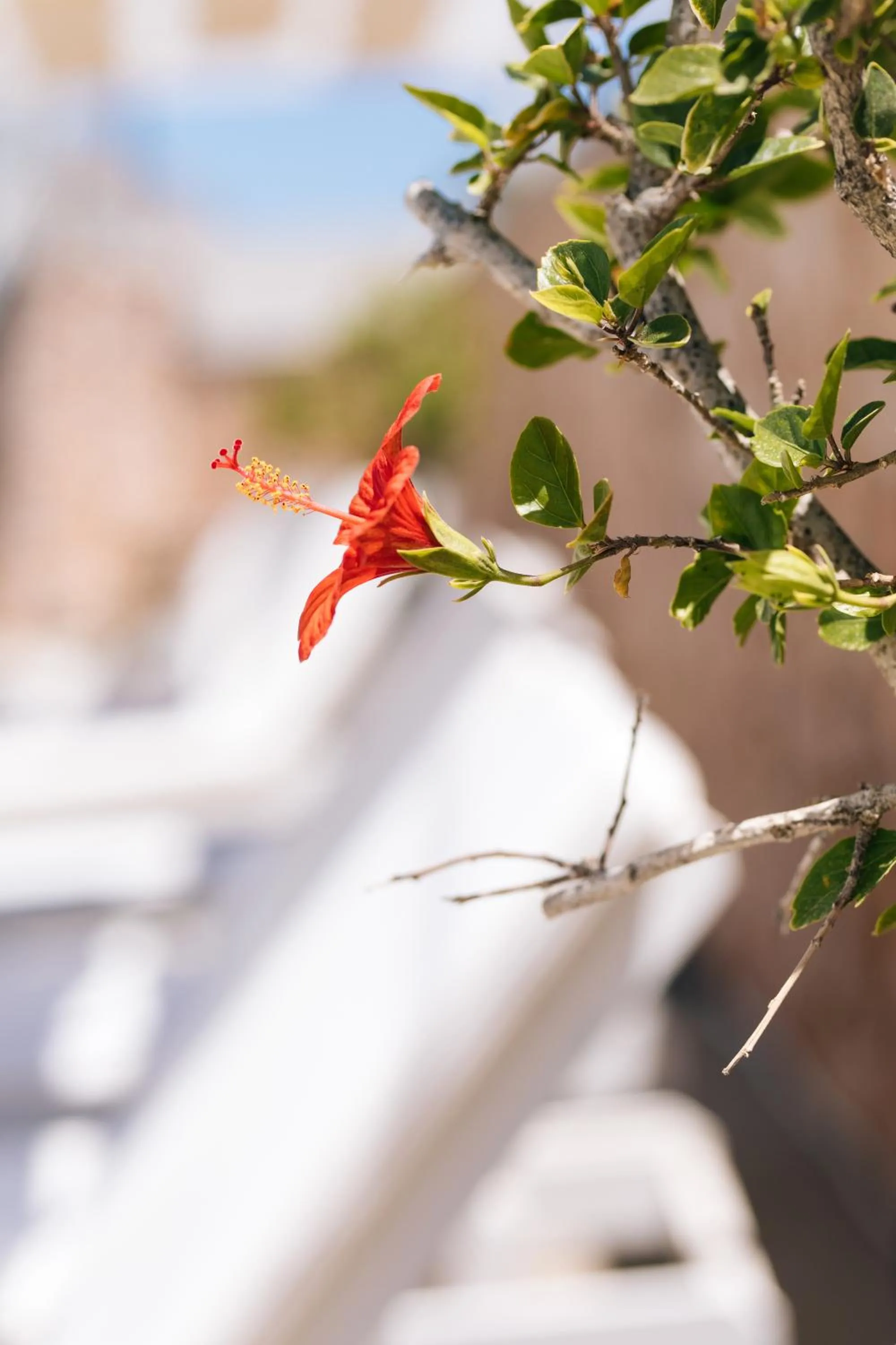 ILIADA-ODYSSEAS RESORT