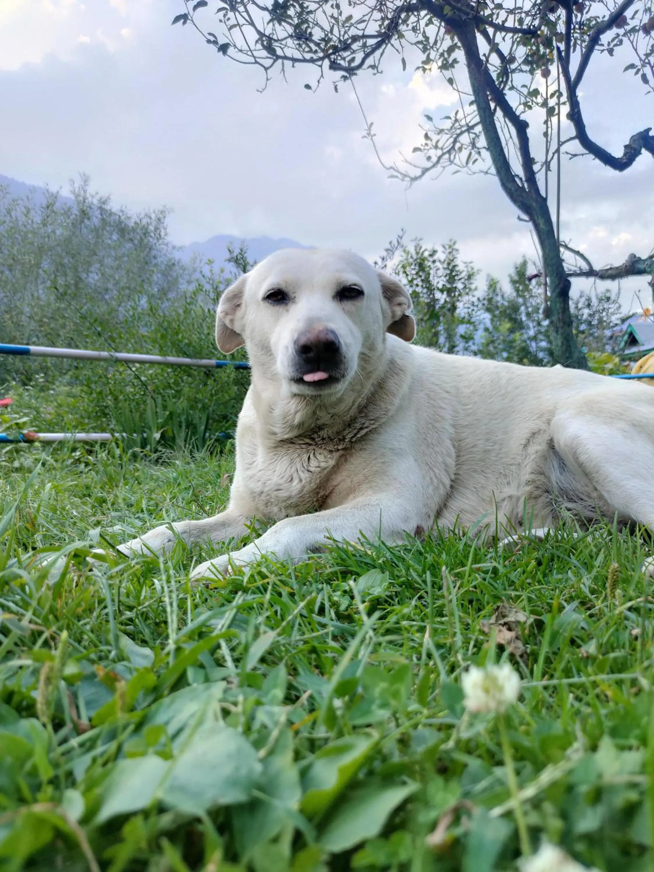 Pets in indian backpackers hostel