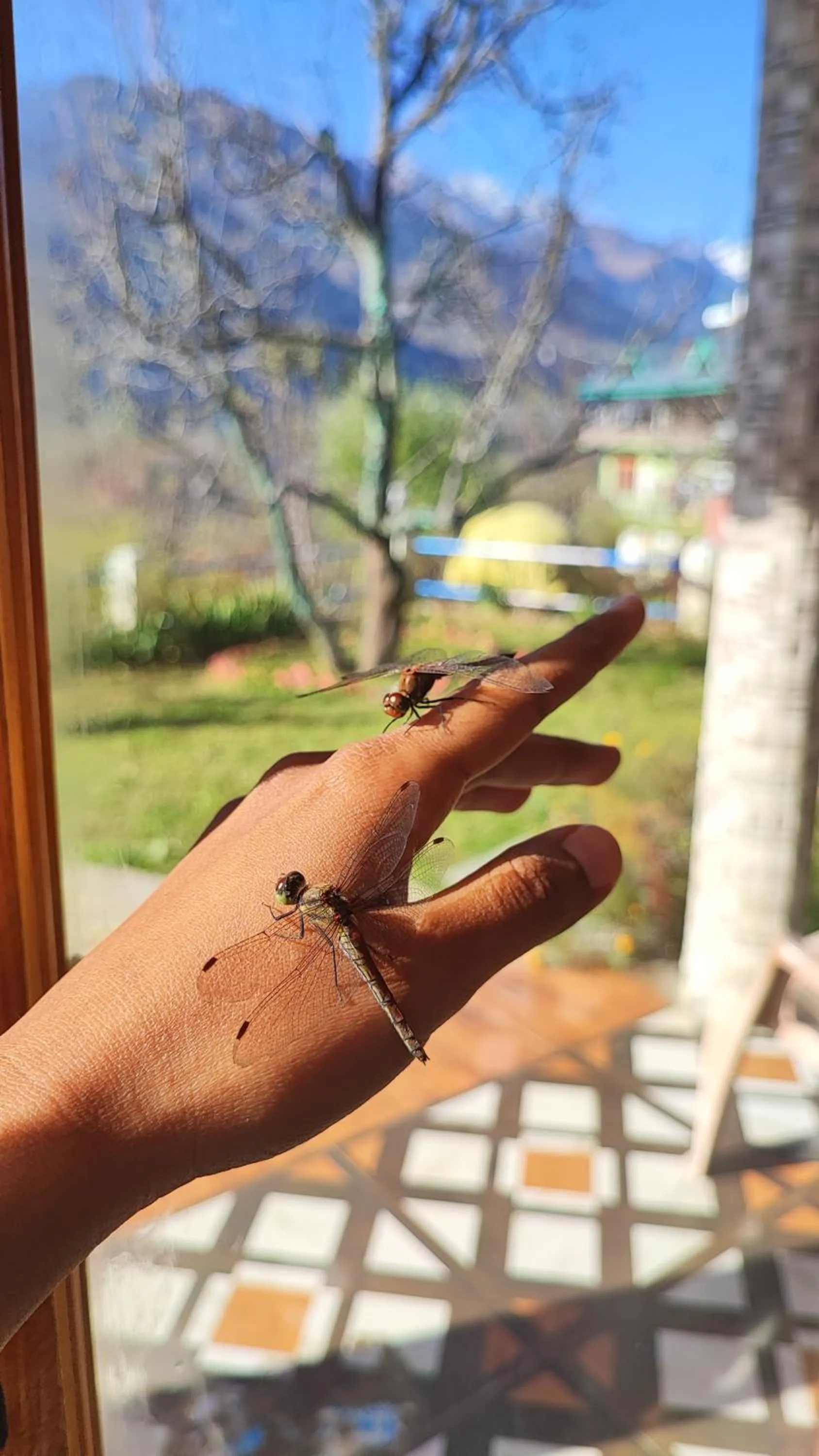 Spring in indian backpackers hostel