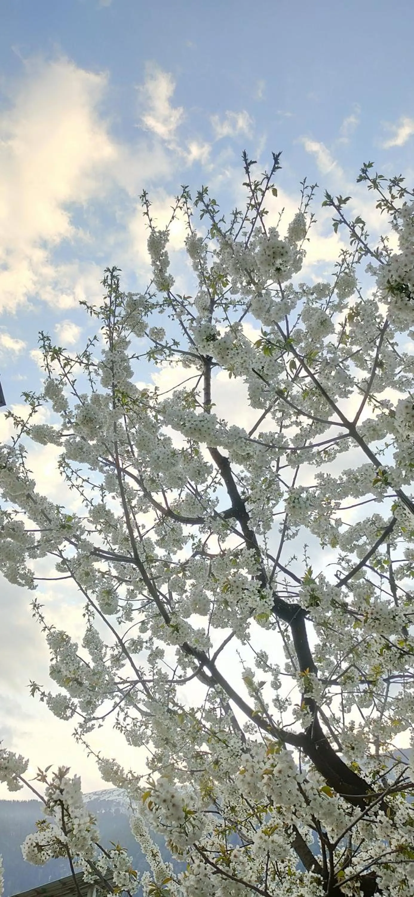 Spring in indian backpackers hostel