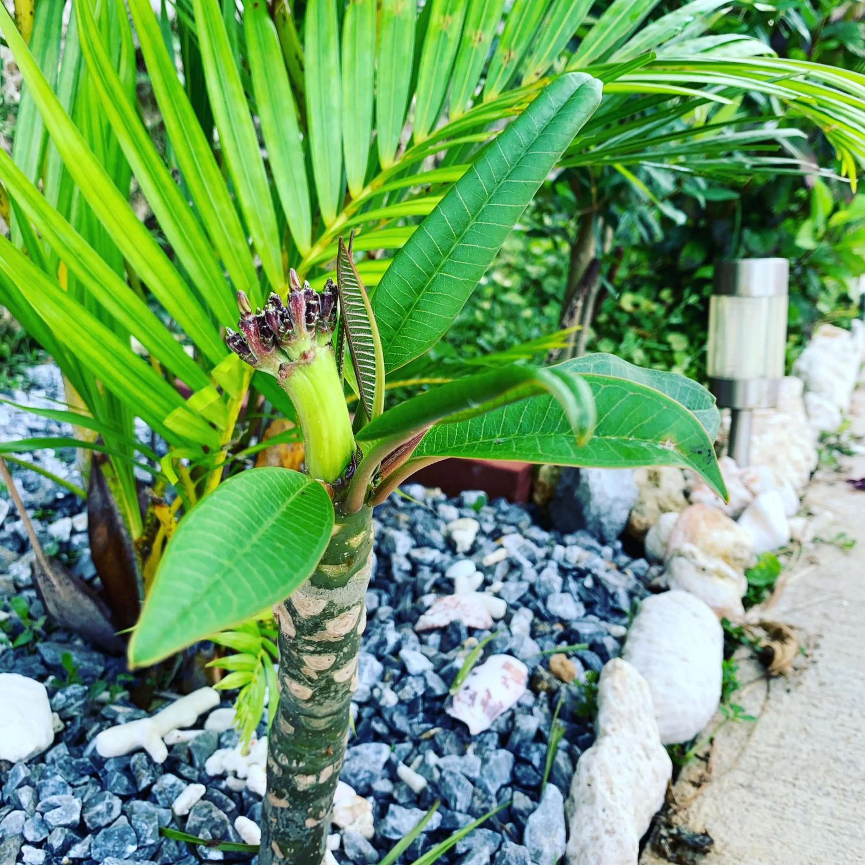 Property building in WhiteShisa