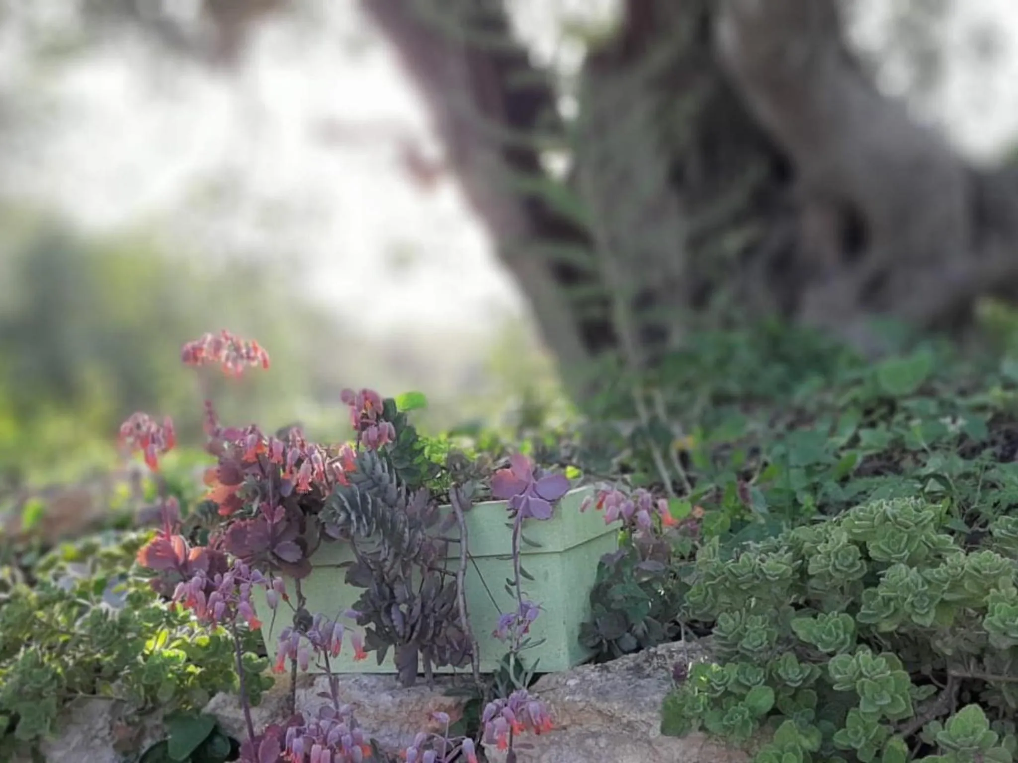Garden in Villa Tranberg Suites