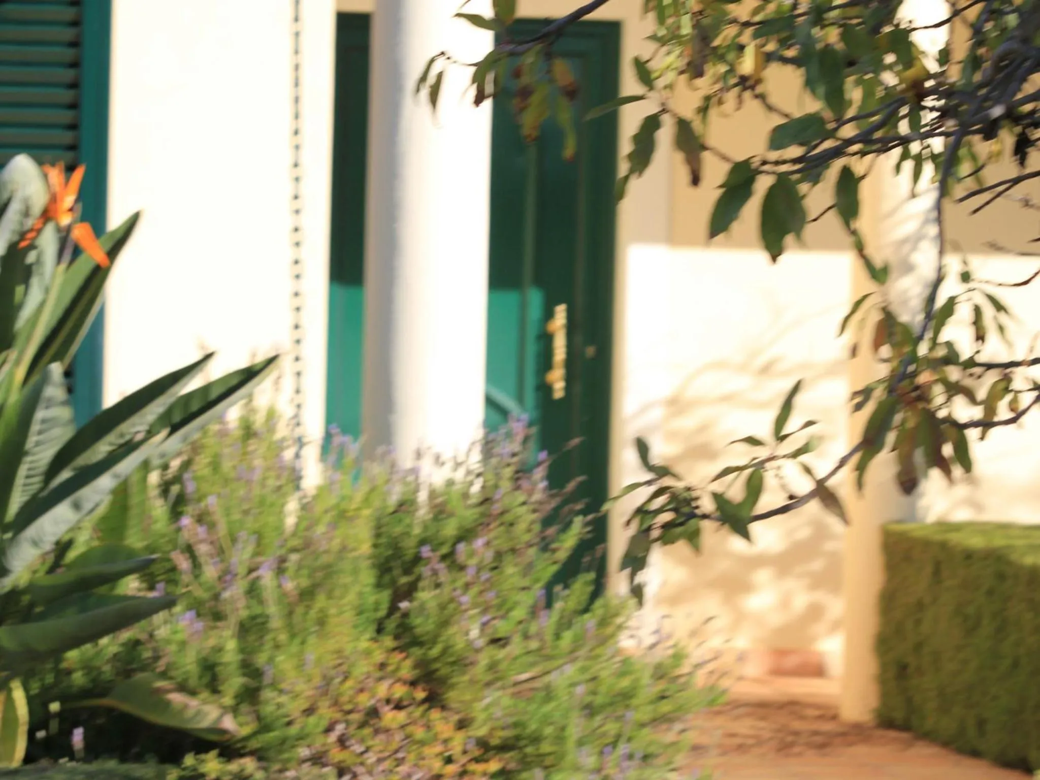 Garden in Villa Tranberg Suites