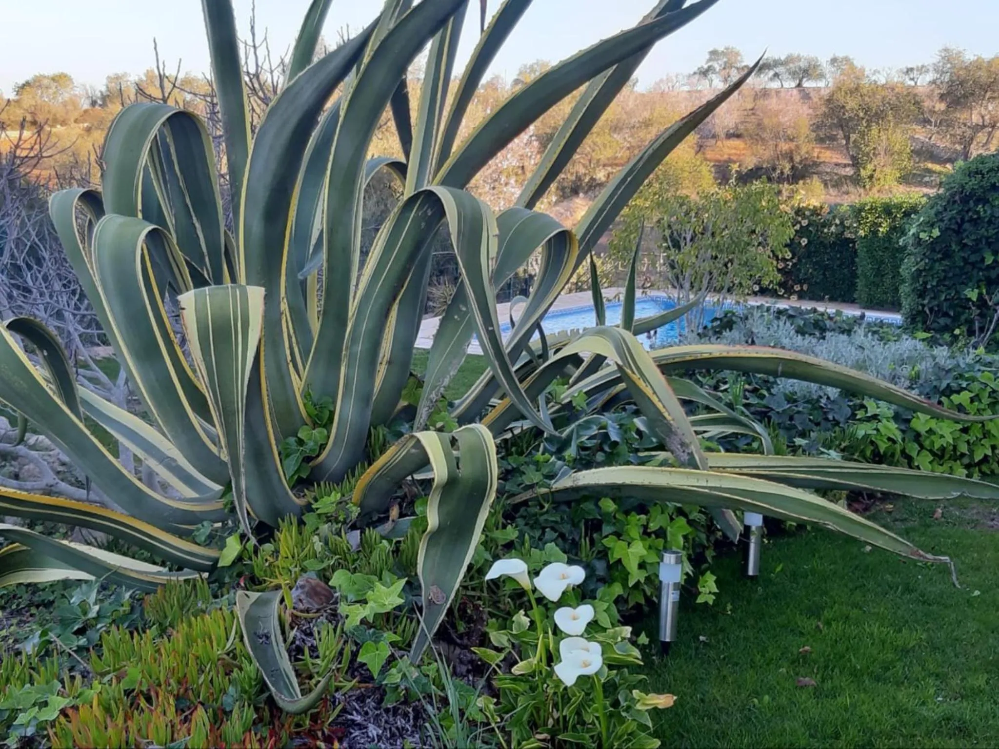 Garden in Villa Tranberg Suites