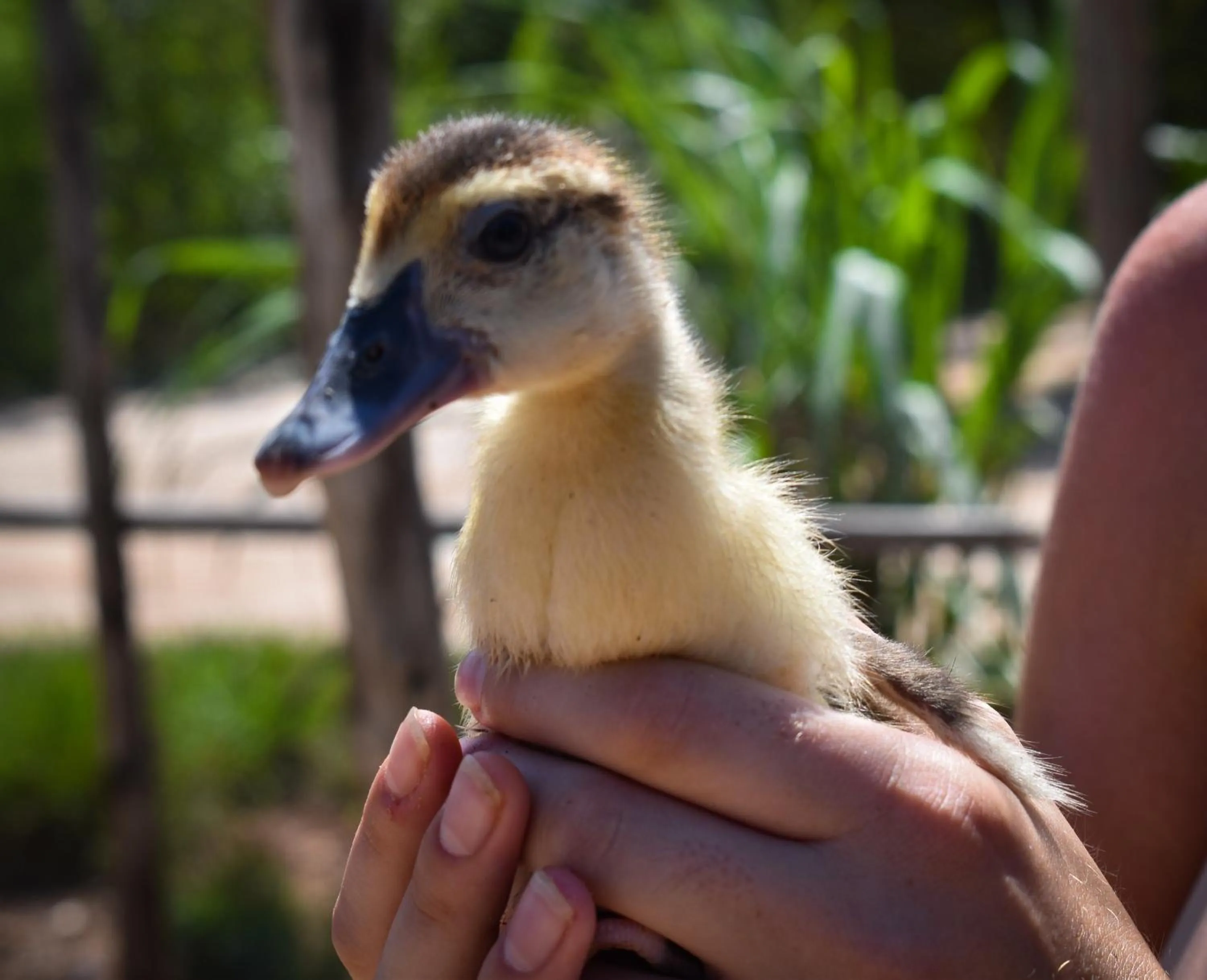 Animals in Safira Blu Luxury Resort & Villas