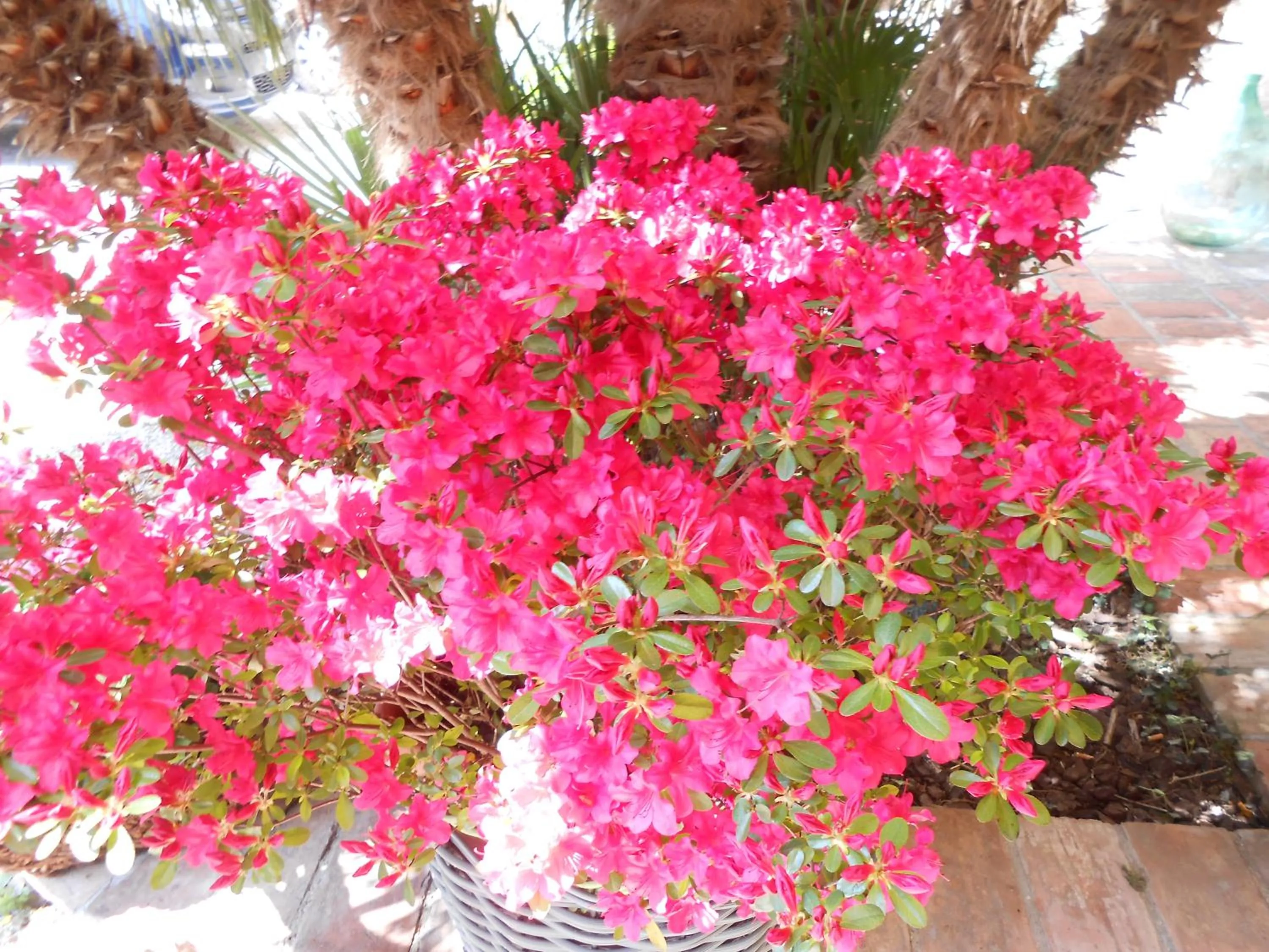 Decorative detail in Lo Spedalicchio