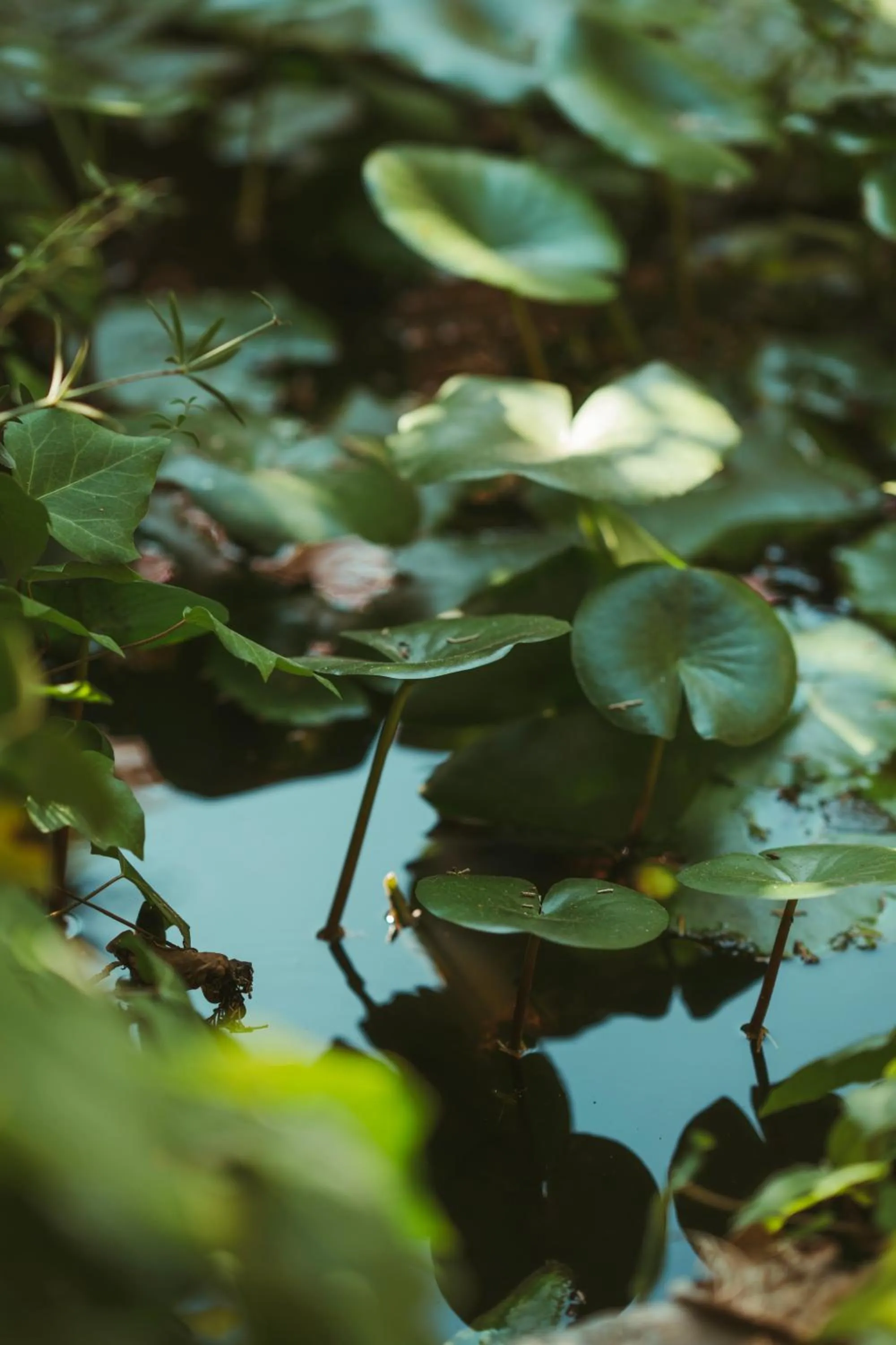 Rondaia, a Winery & Fincahotel-Agroturismo in Tramuntana