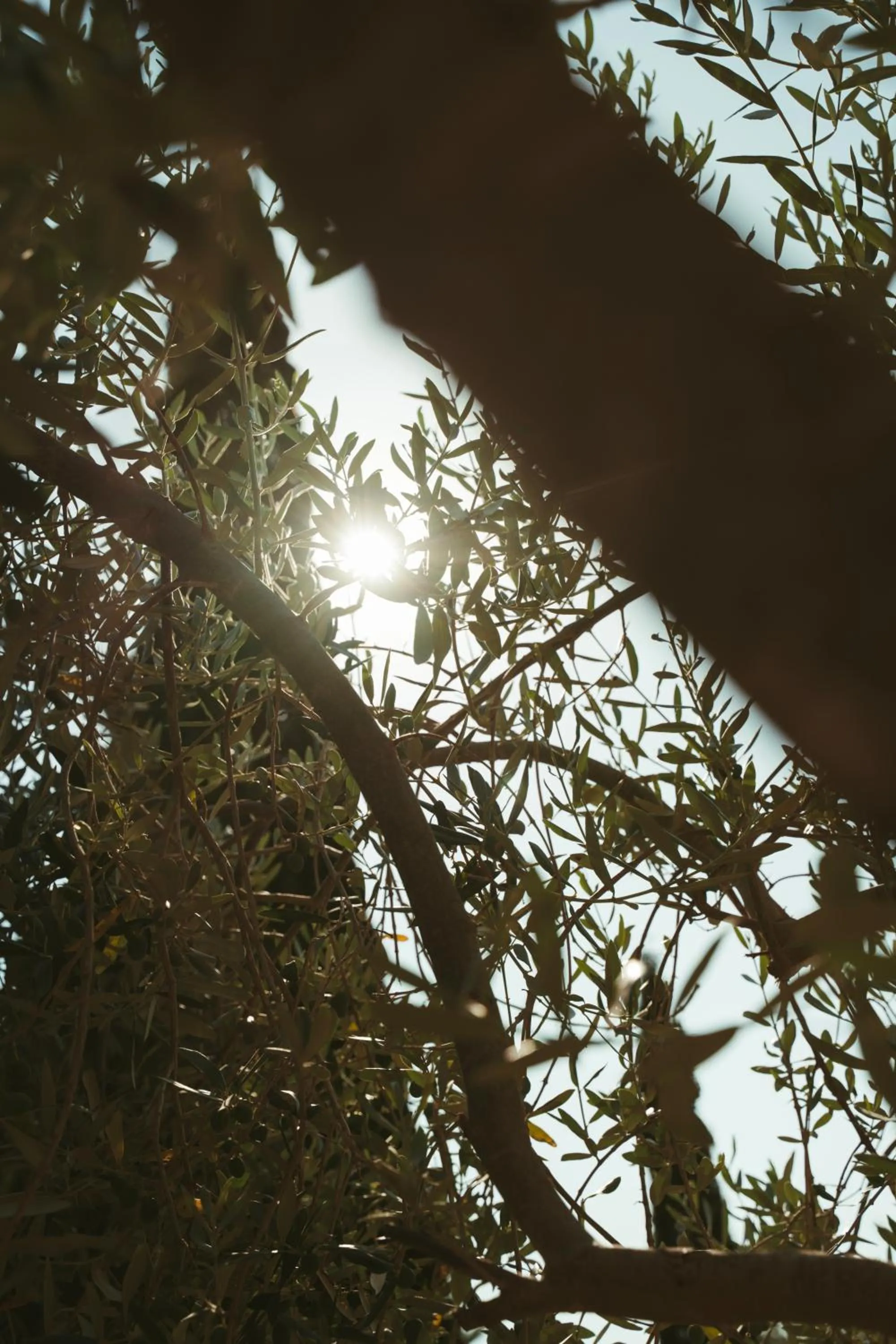 Day in Rondaia, a Winery & Fincahotel-Agroturismo in Tramuntana