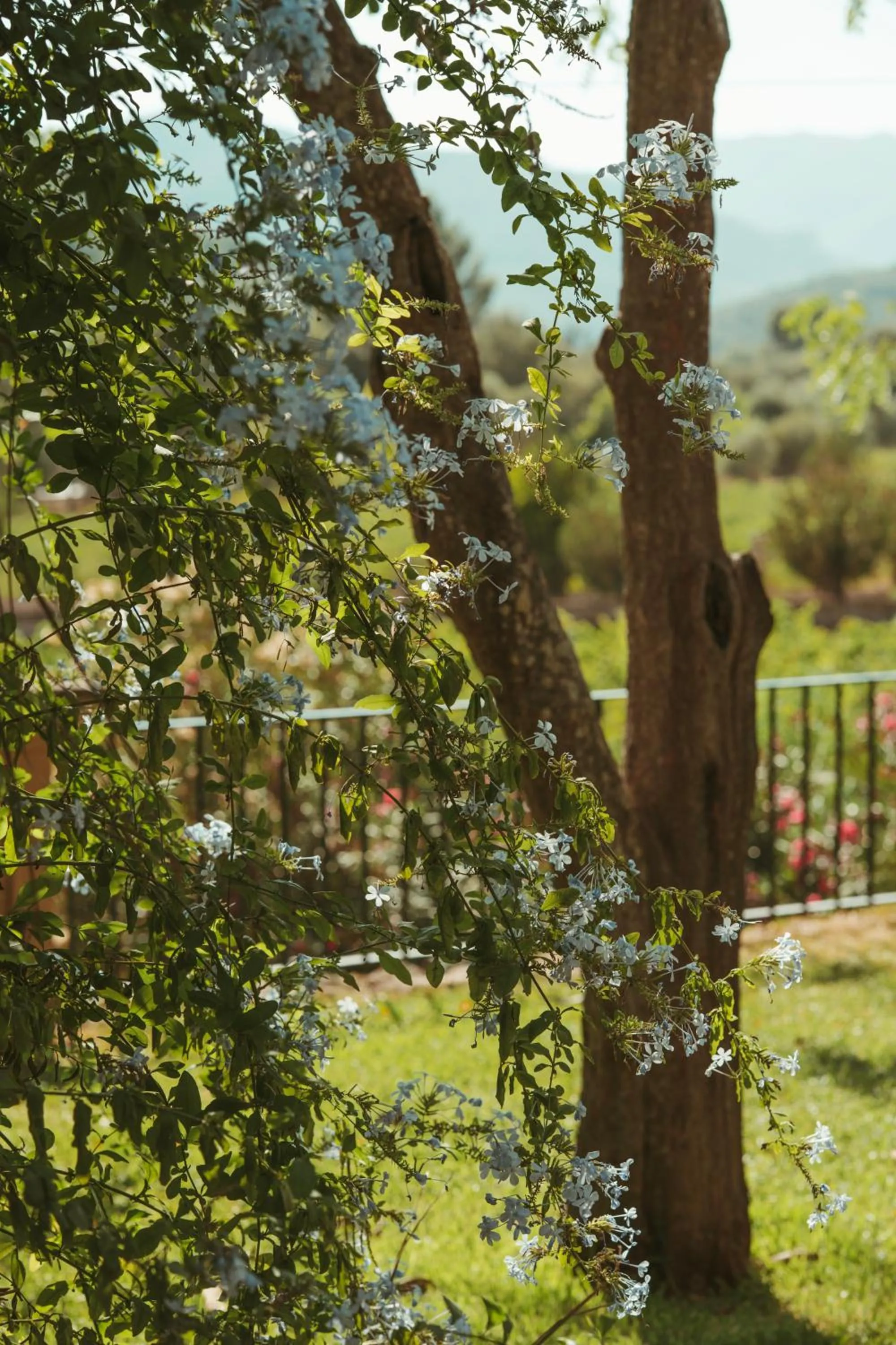 Rondaia, a Winery & Fincahotel-Agroturismo in Tramuntana