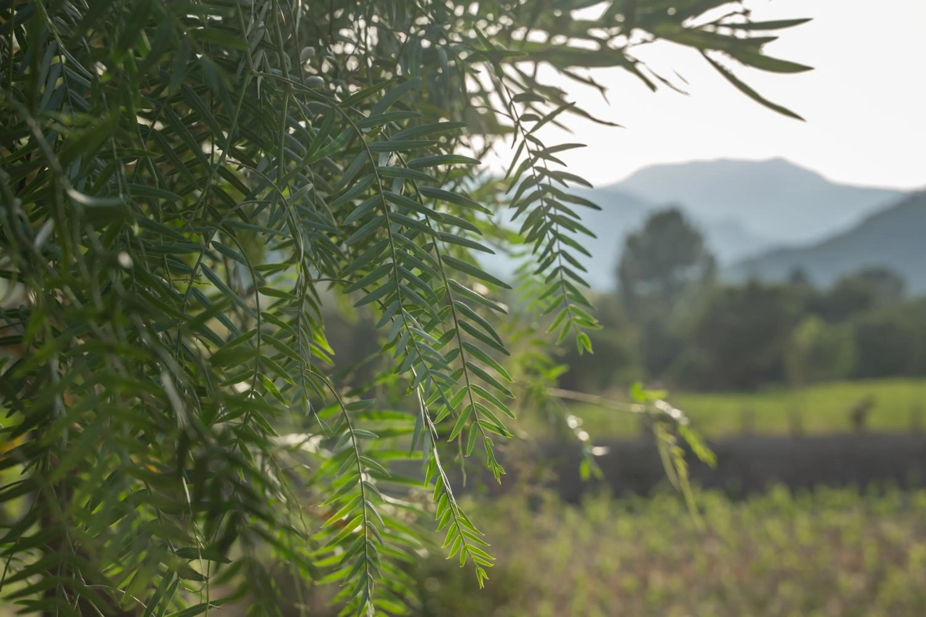 Rondaia, a Winery & Fincahotel-Agroturismo in Tramuntana