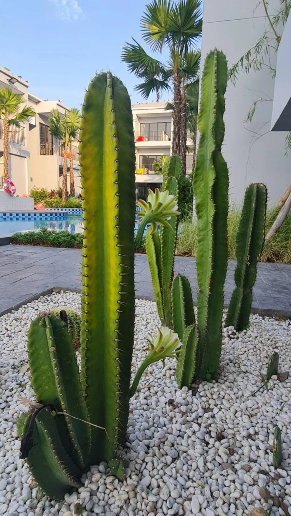 Garden in HATCHAO HERITAGE BEACH FRONT RESORT
