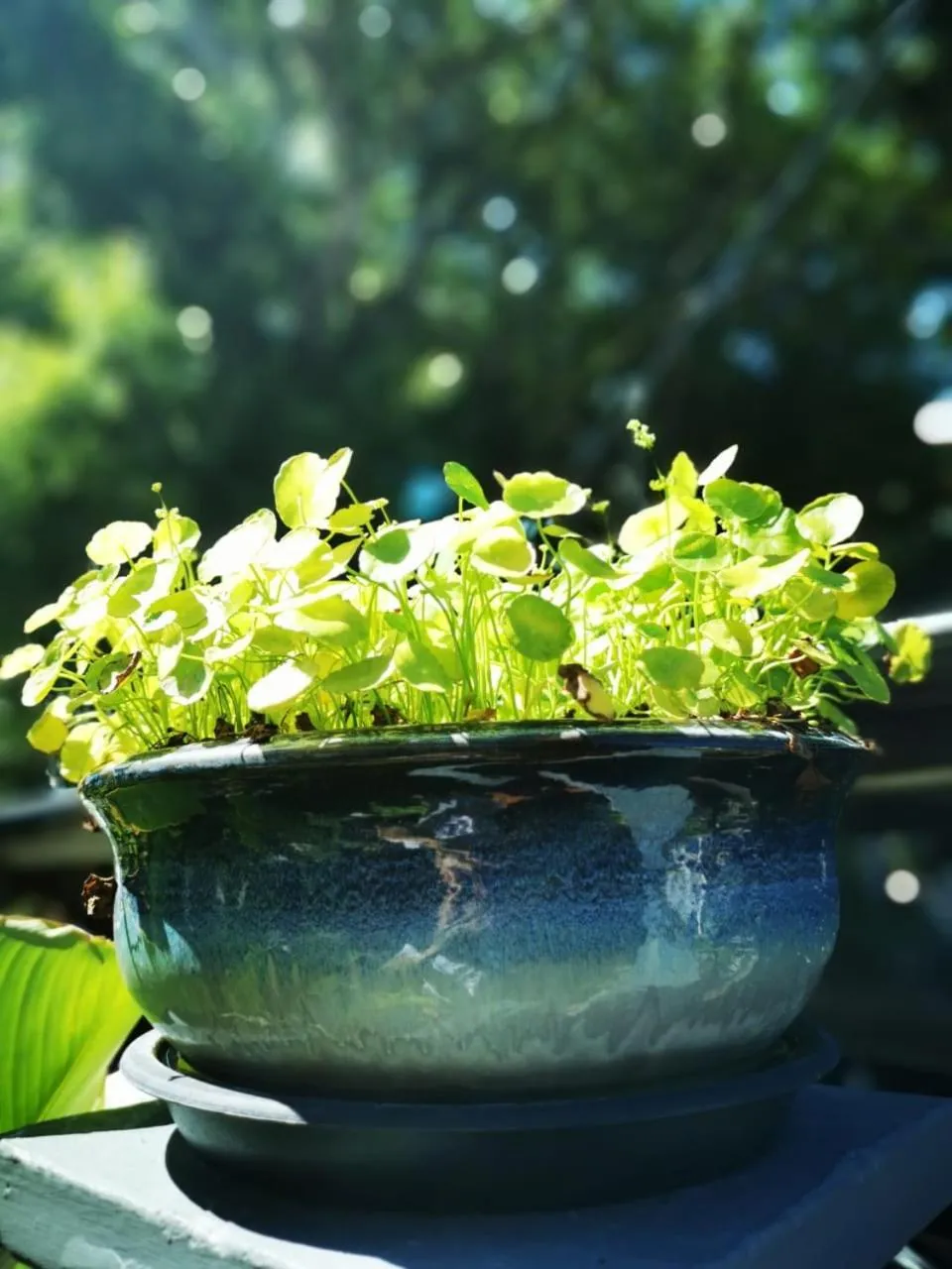Garden in Surprised Homestay Butterworth