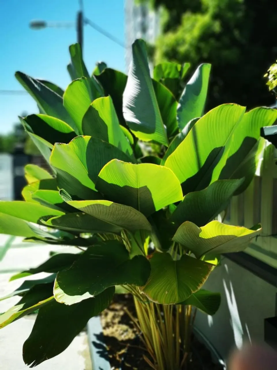 Garden in Surprised Homestay Butterworth