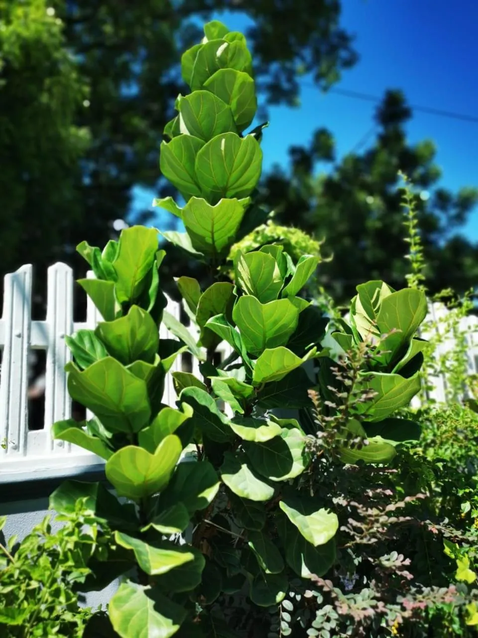 Garden in Surprised Homestay Butterworth