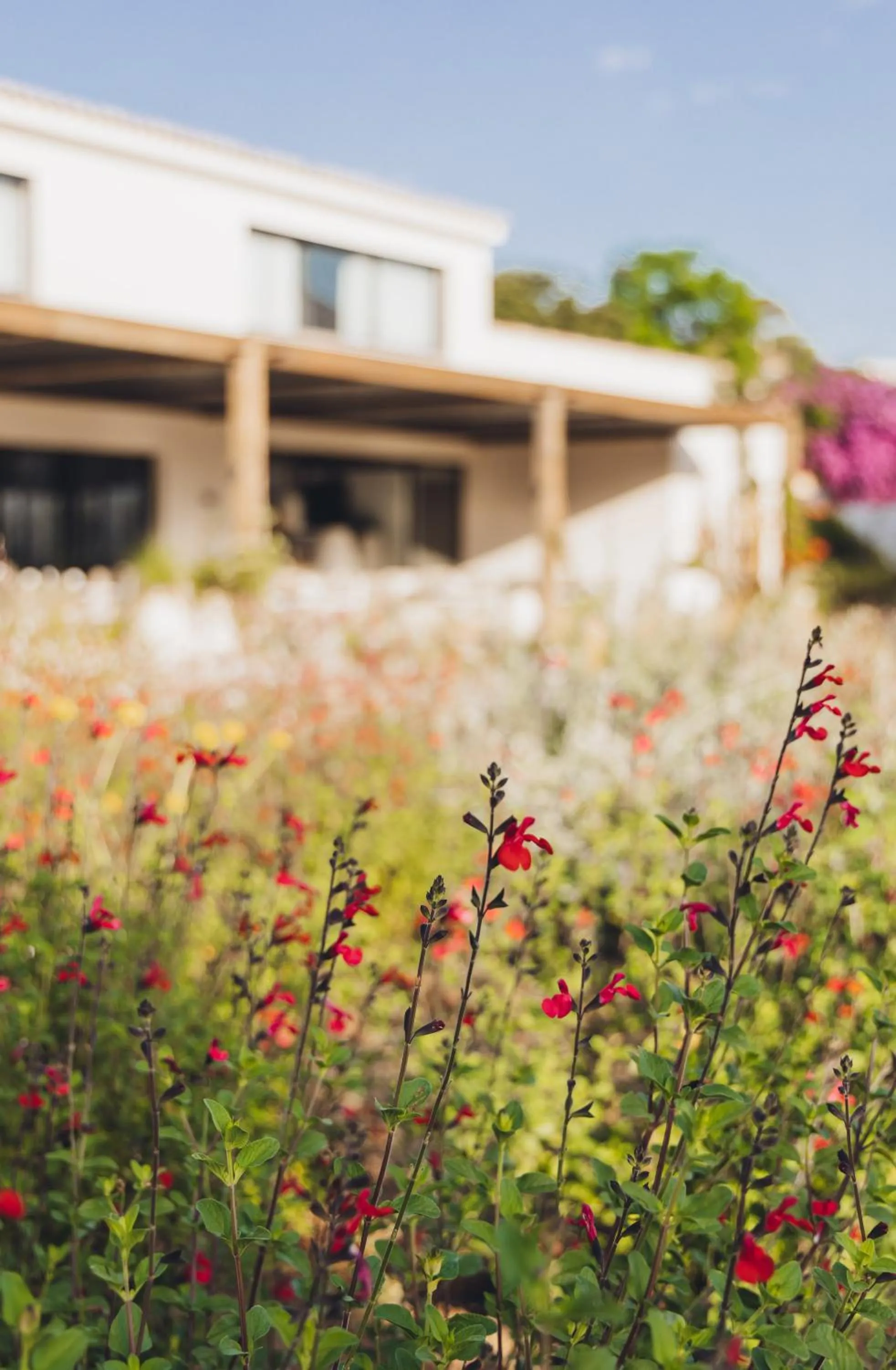 Garden in Casa Paradisu