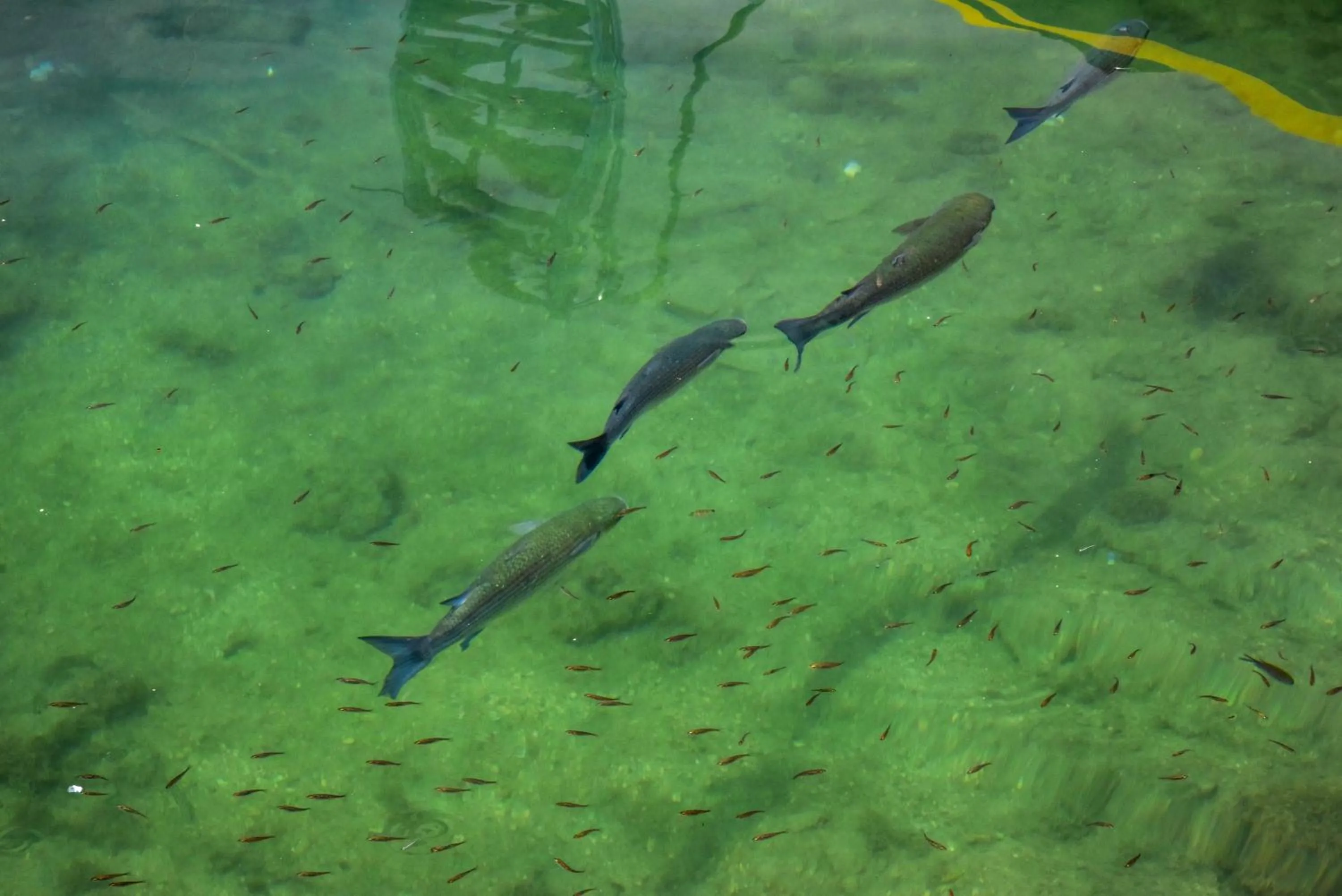 Nearby landmark in Hotel Vista Sol Cala Rajada
