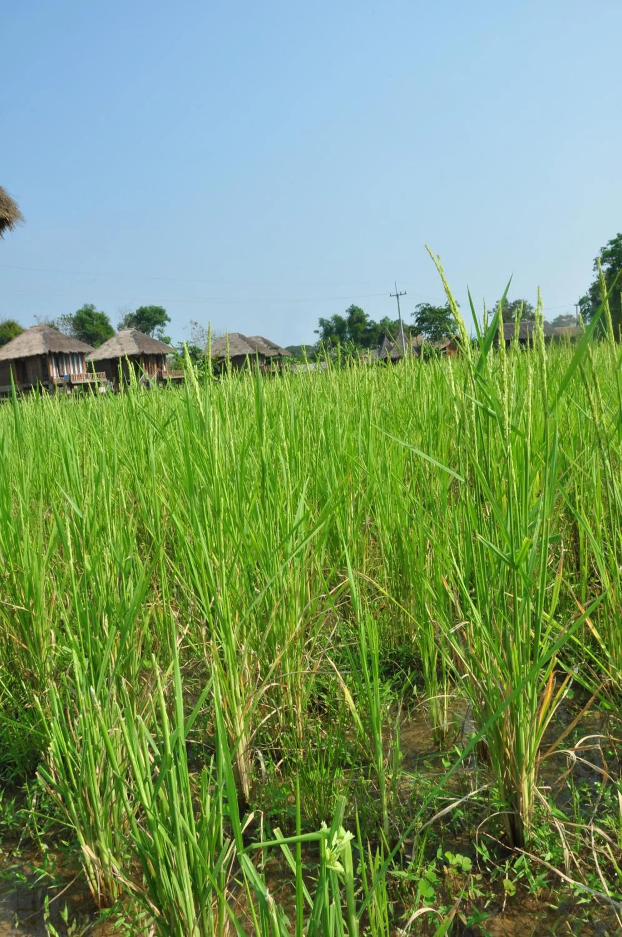 Garden in ViengTara VangVieng Resort