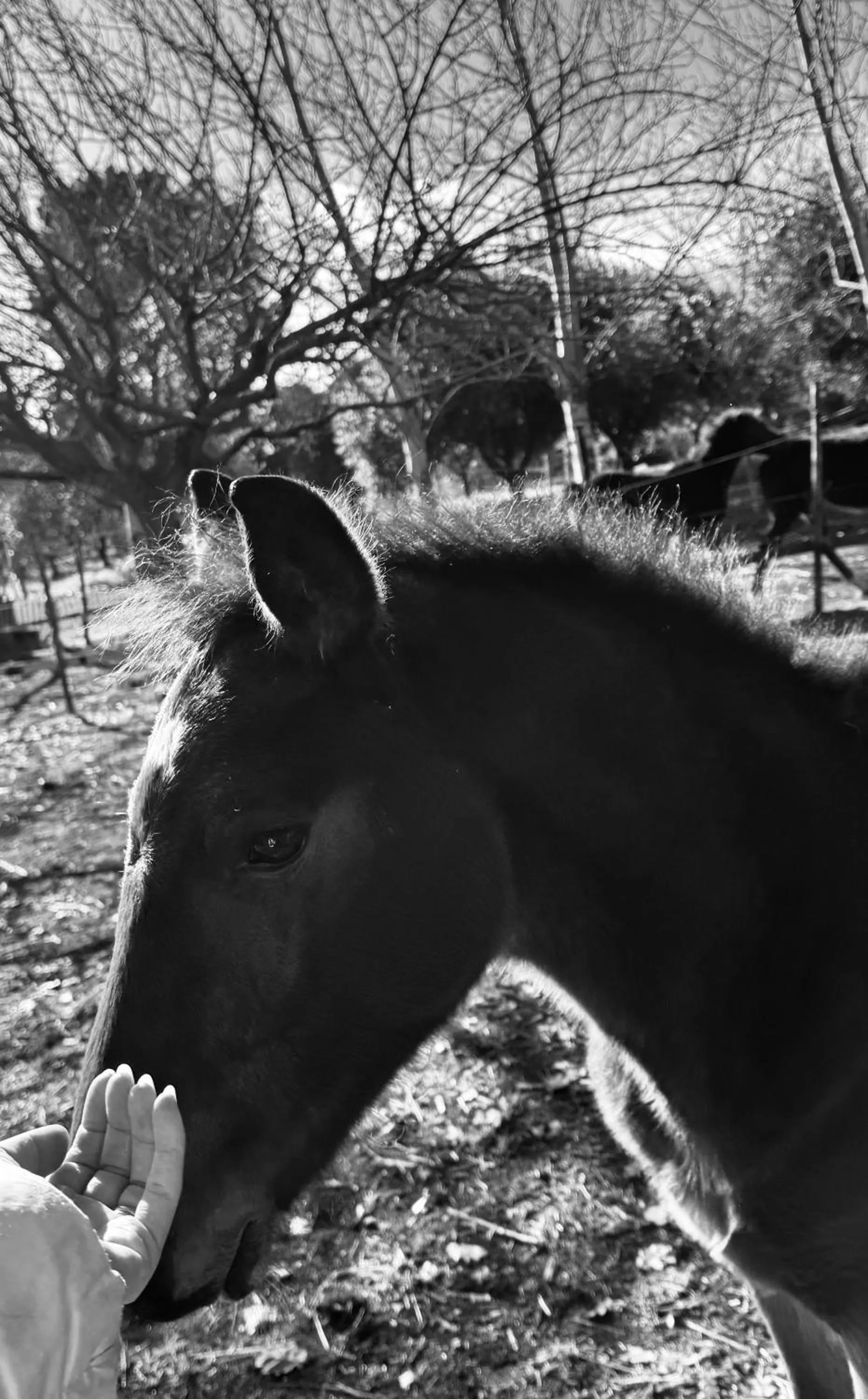 Bed and Breakfast Il Glicine