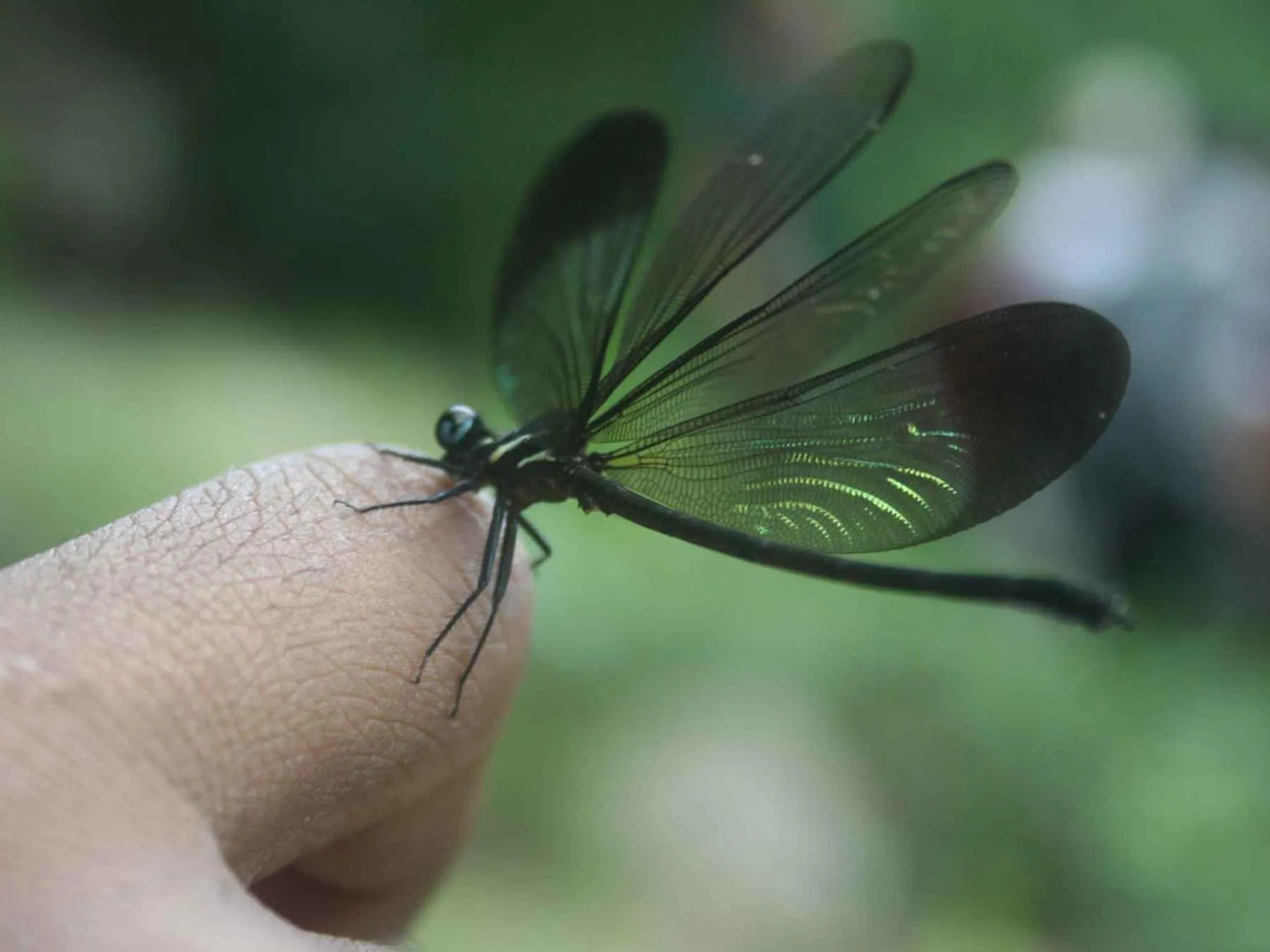 Animals in River Garden Resort