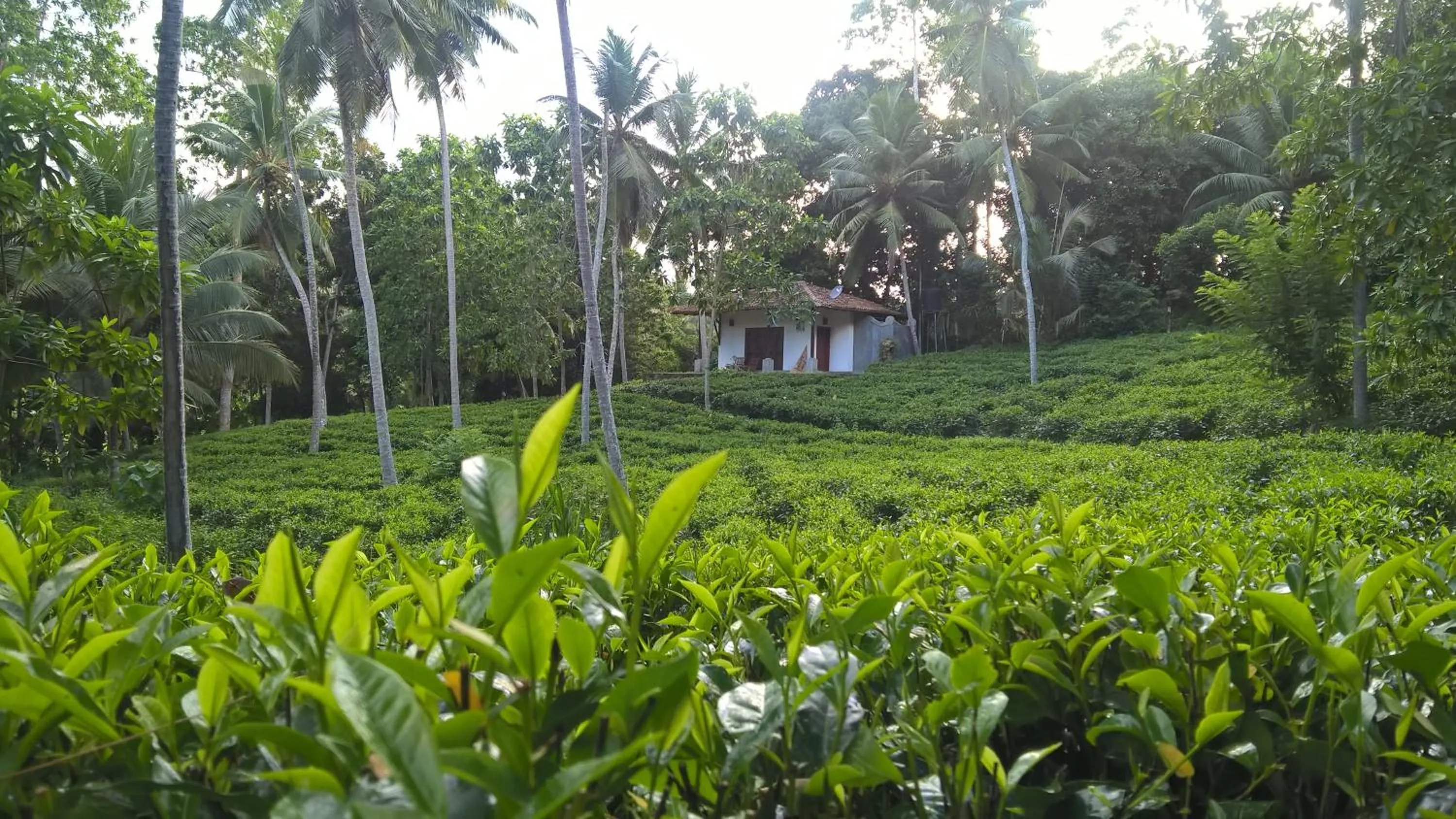 Garden in Leisure Land